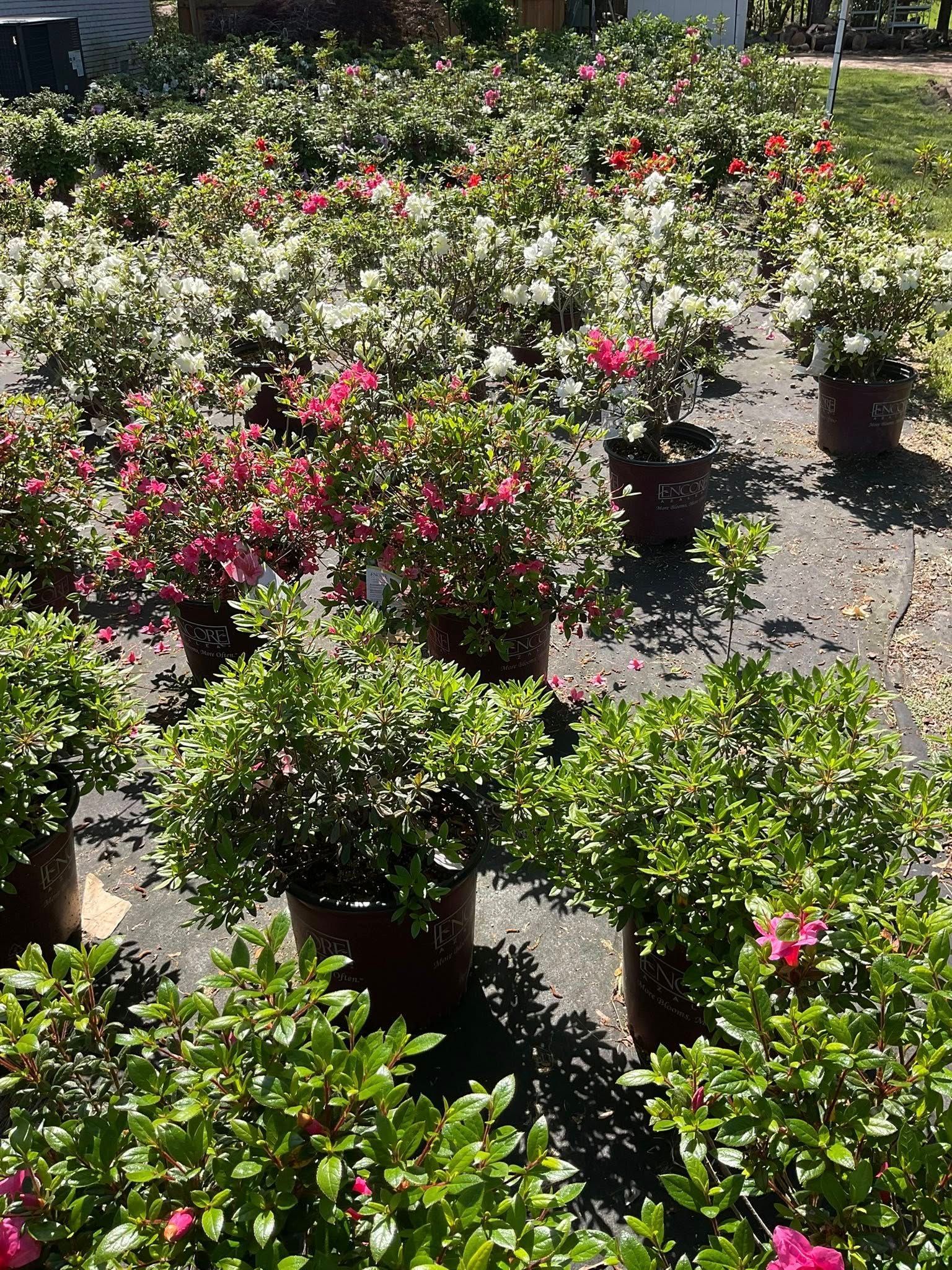 Rows of azalea plants in various colors, including white, pink, and red, potted on a black surface, outside.