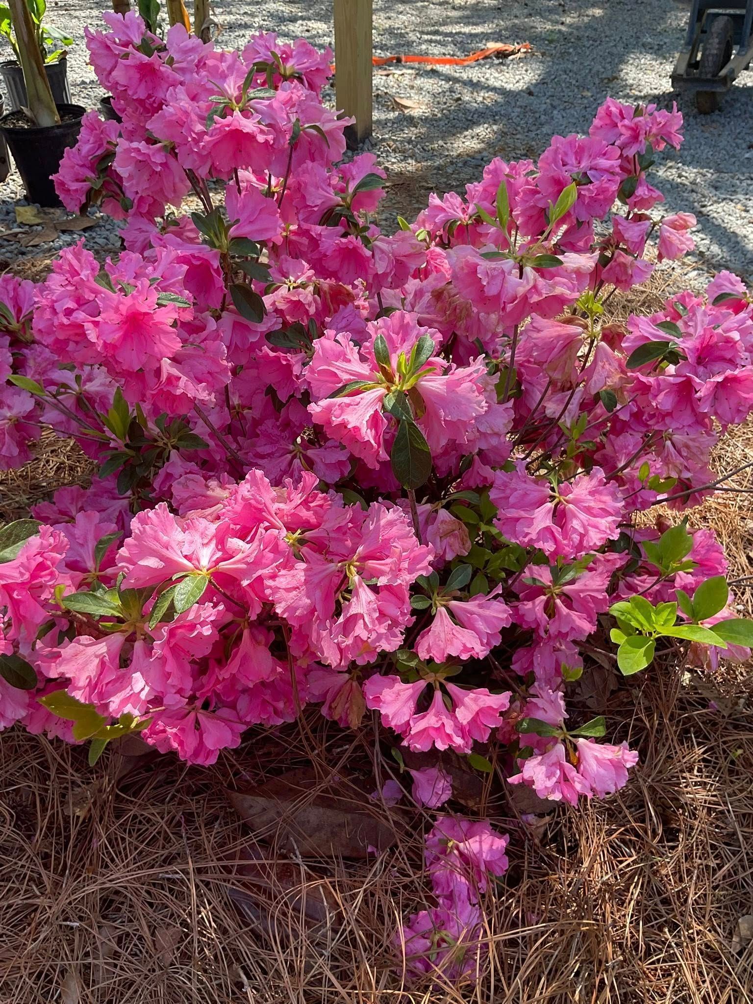 Pink flowering azalea bush in a sunny garden setting.