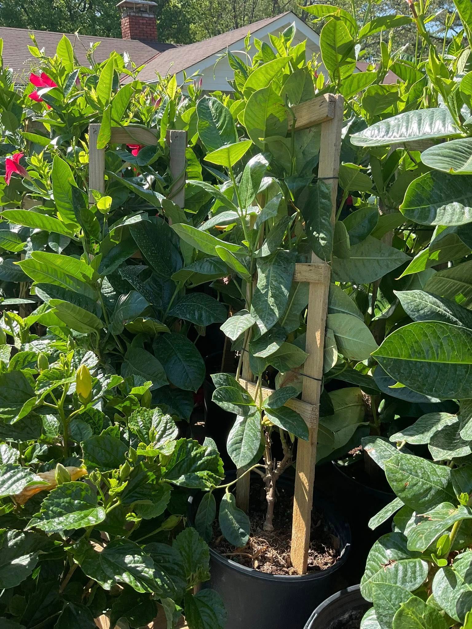 Potted green plant with wooden stakes for support, in a nursery setting.