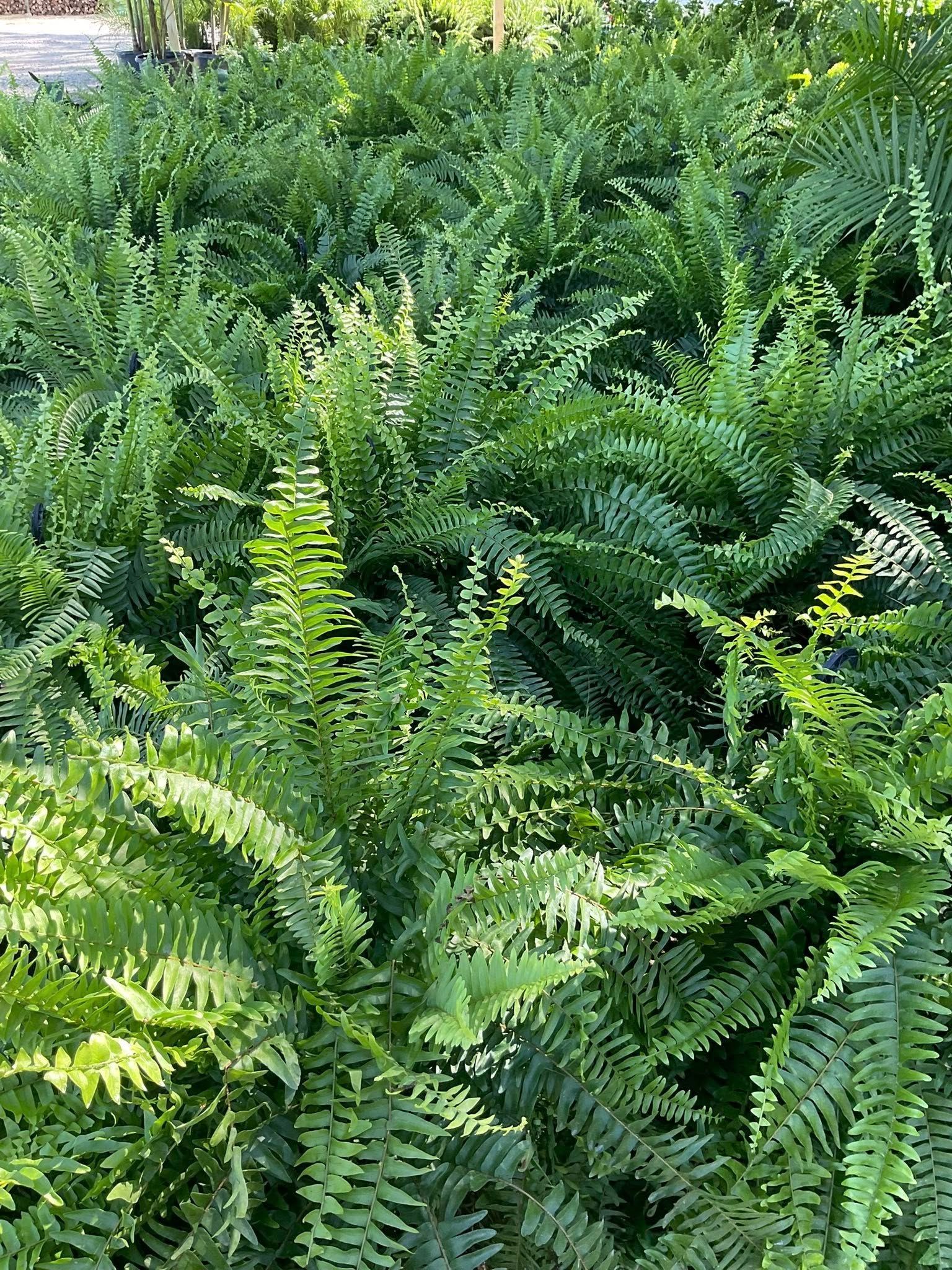 Lush green ferns fill the frame, creating a dense, textured ground cover.