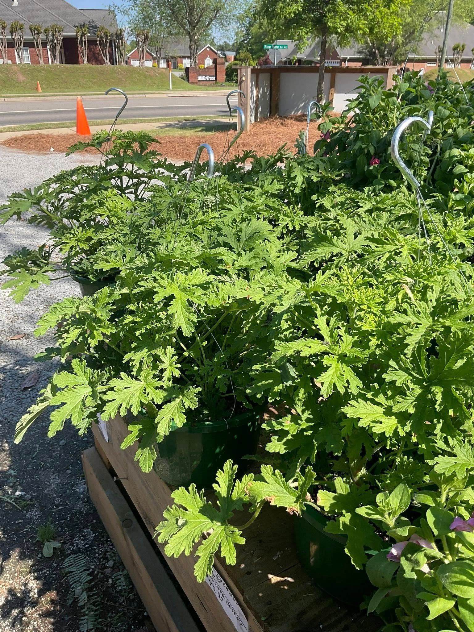 Green plants in pots at an outdoor nursery; bright sunlight.