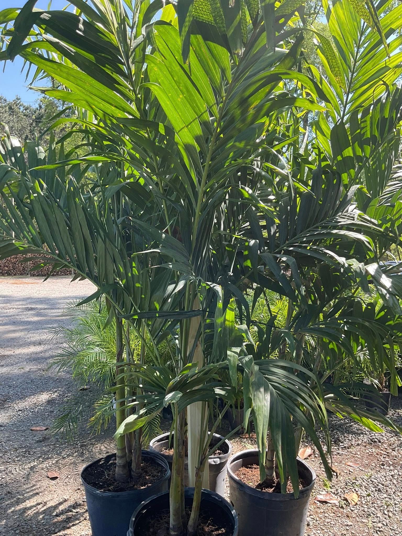 Several potted palm trees with green fronds.