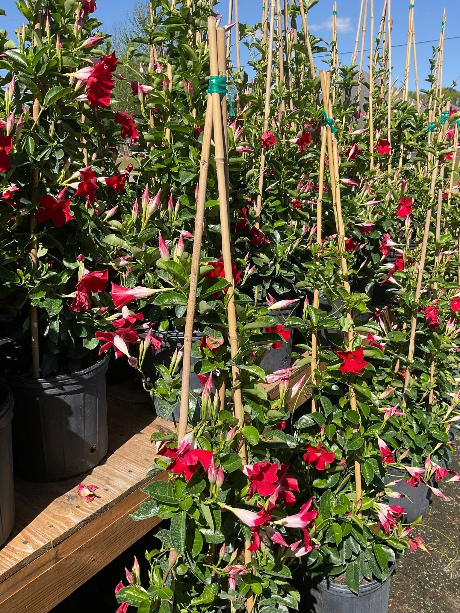 Red mandevilla vines in black pots, supported by bamboo stakes, outdoors.