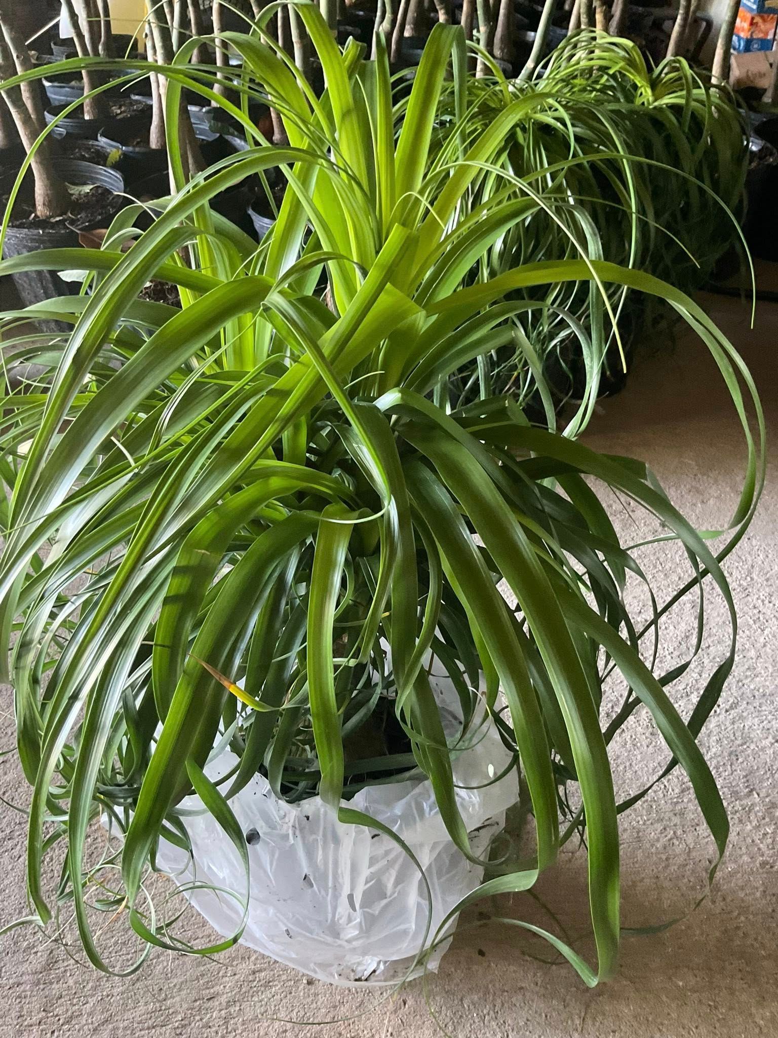Green spiky plant with long, arching leaves, in a clear plastic pot, outside.