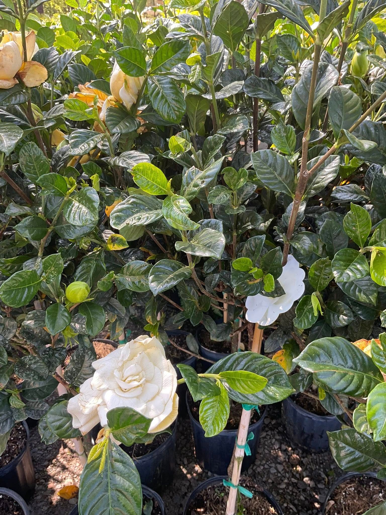 White gardenias with green leaves in black pots, in an outdoor nursery setting.