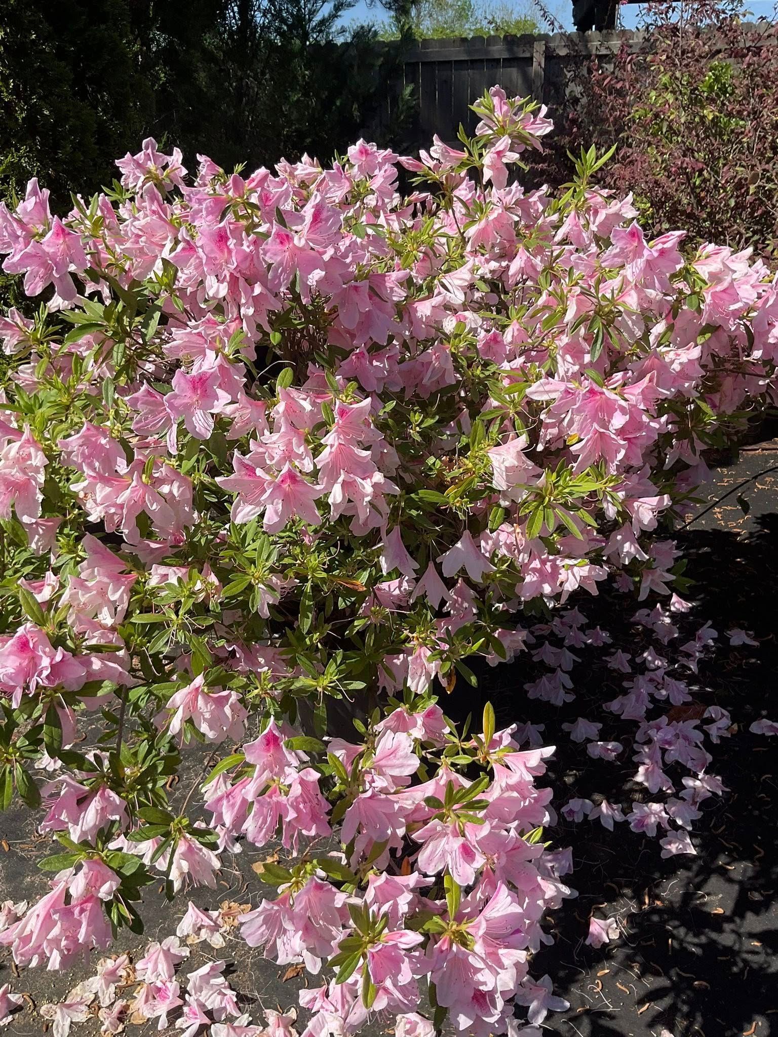 Pink azalea bush in full bloom, dark mulch ground, bright sunlight.