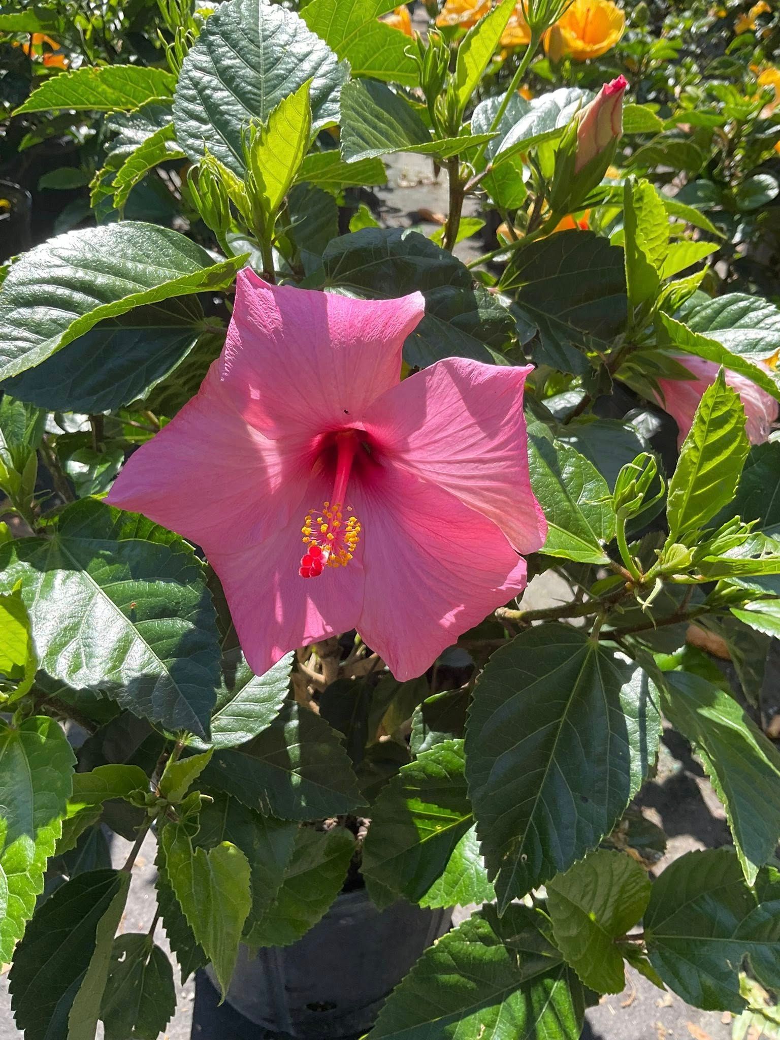 Pink hibiscus flower blooming in a pot, surrounded by green leaves.