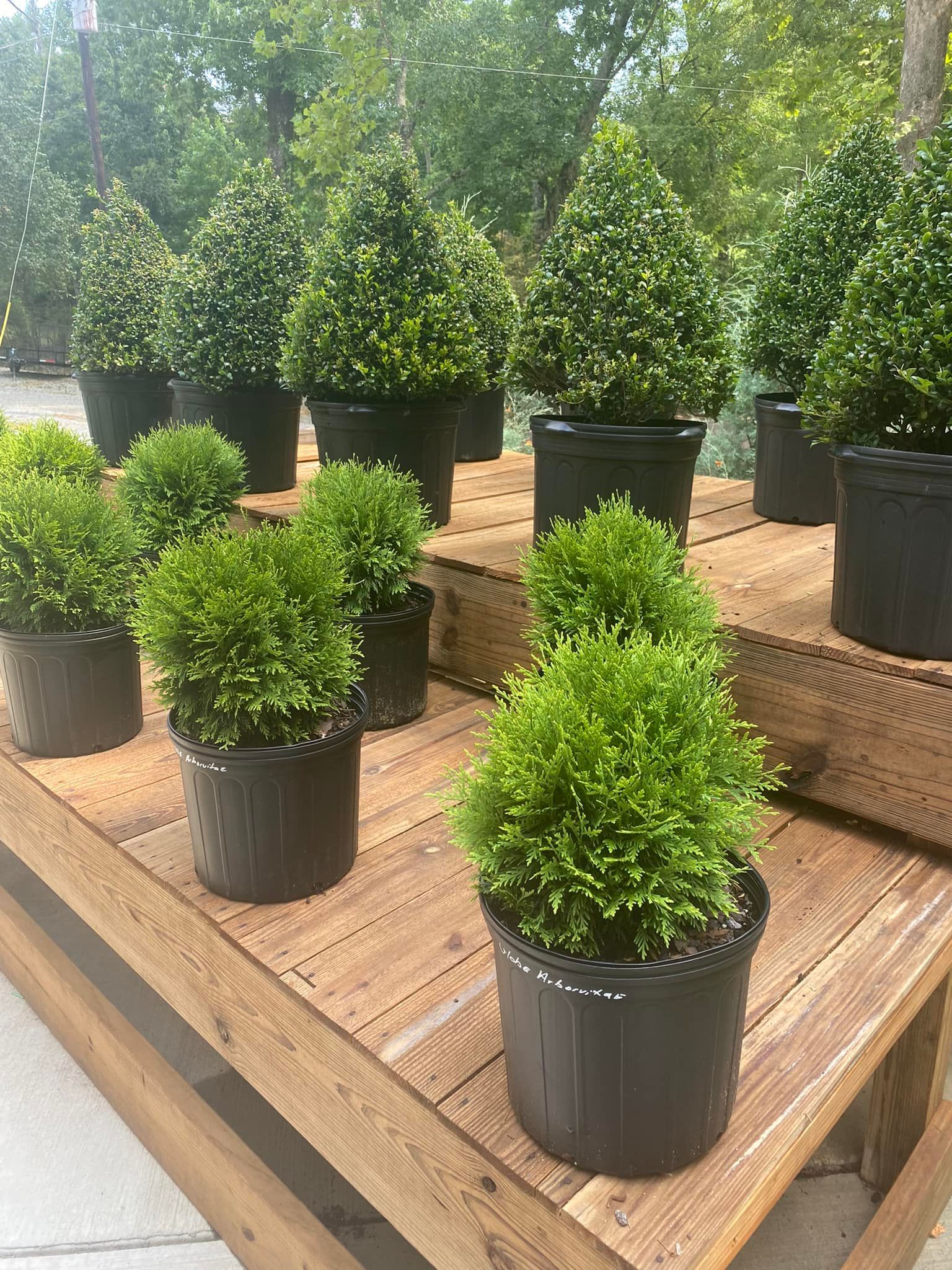 Rows of green shrubs in black pots displayed on a wooden table at a garden center.