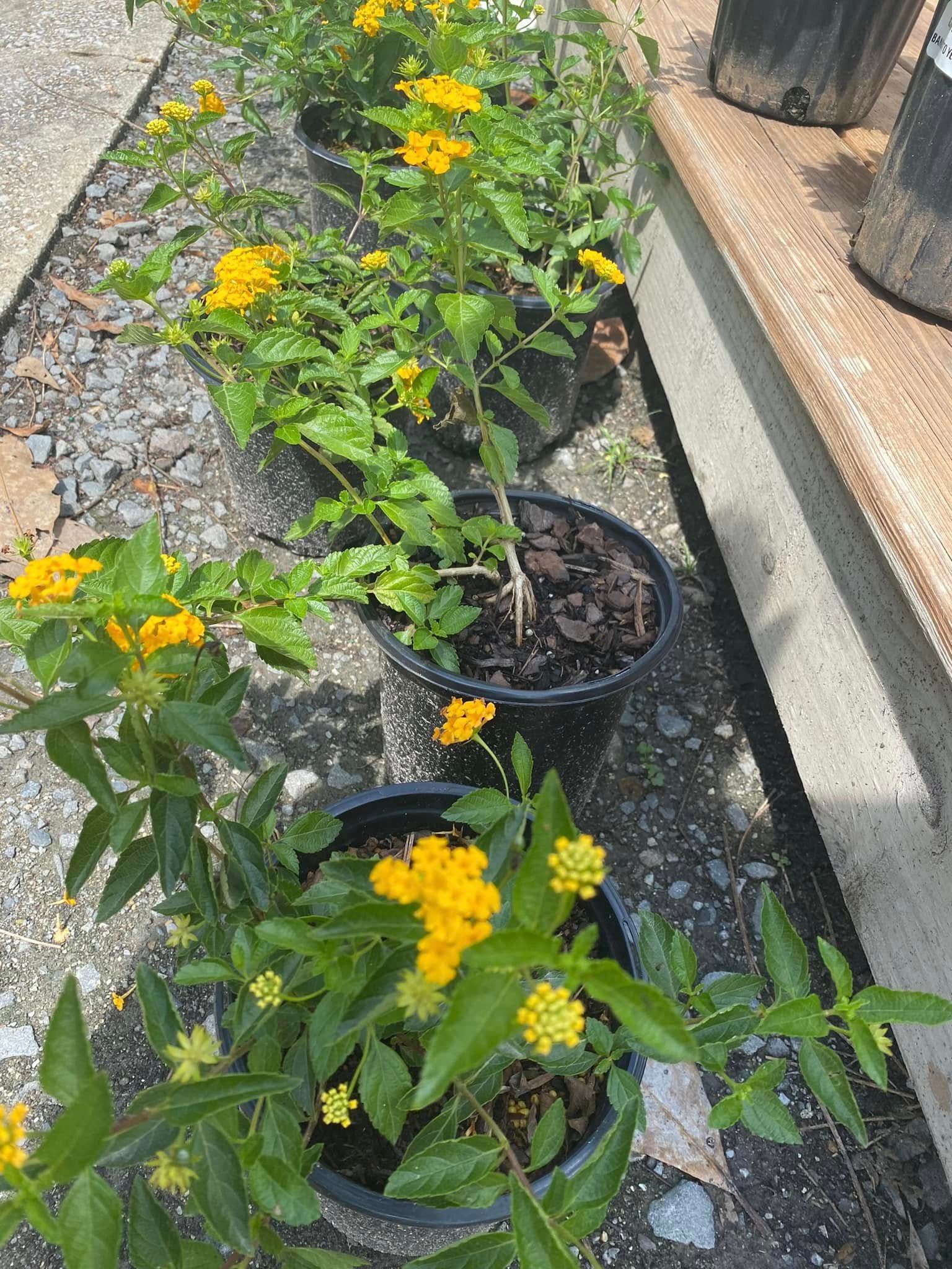 Yellow lantana flowers in black pots, arranged in a row outdoors.
