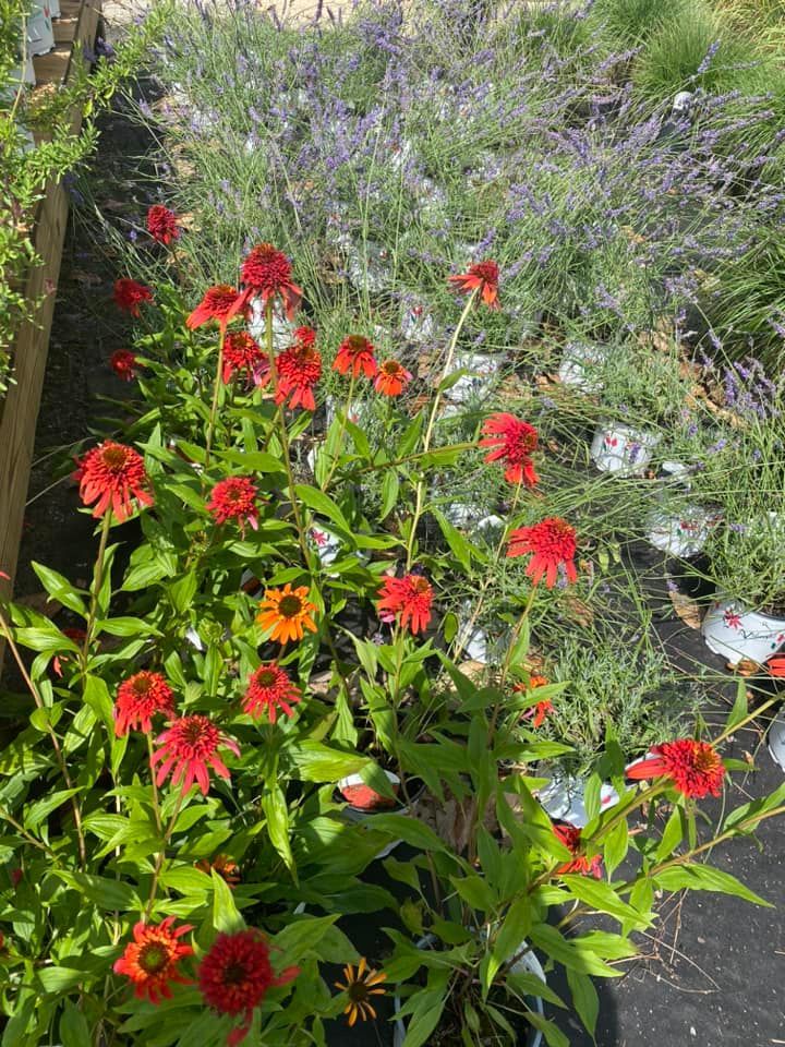 Red coneflowers bloom in a garden, purple lavender in the background.