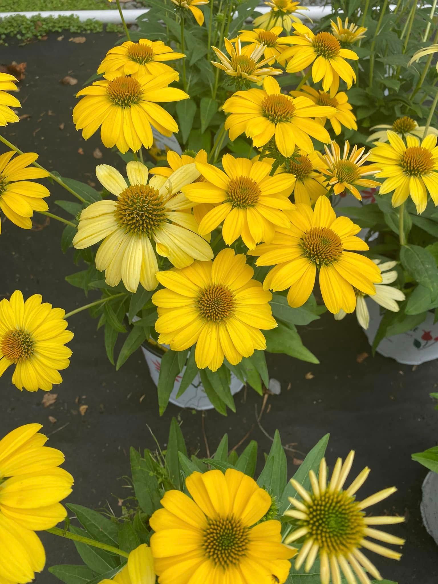 Yellow coneflowers with brown centers blooming in pots.