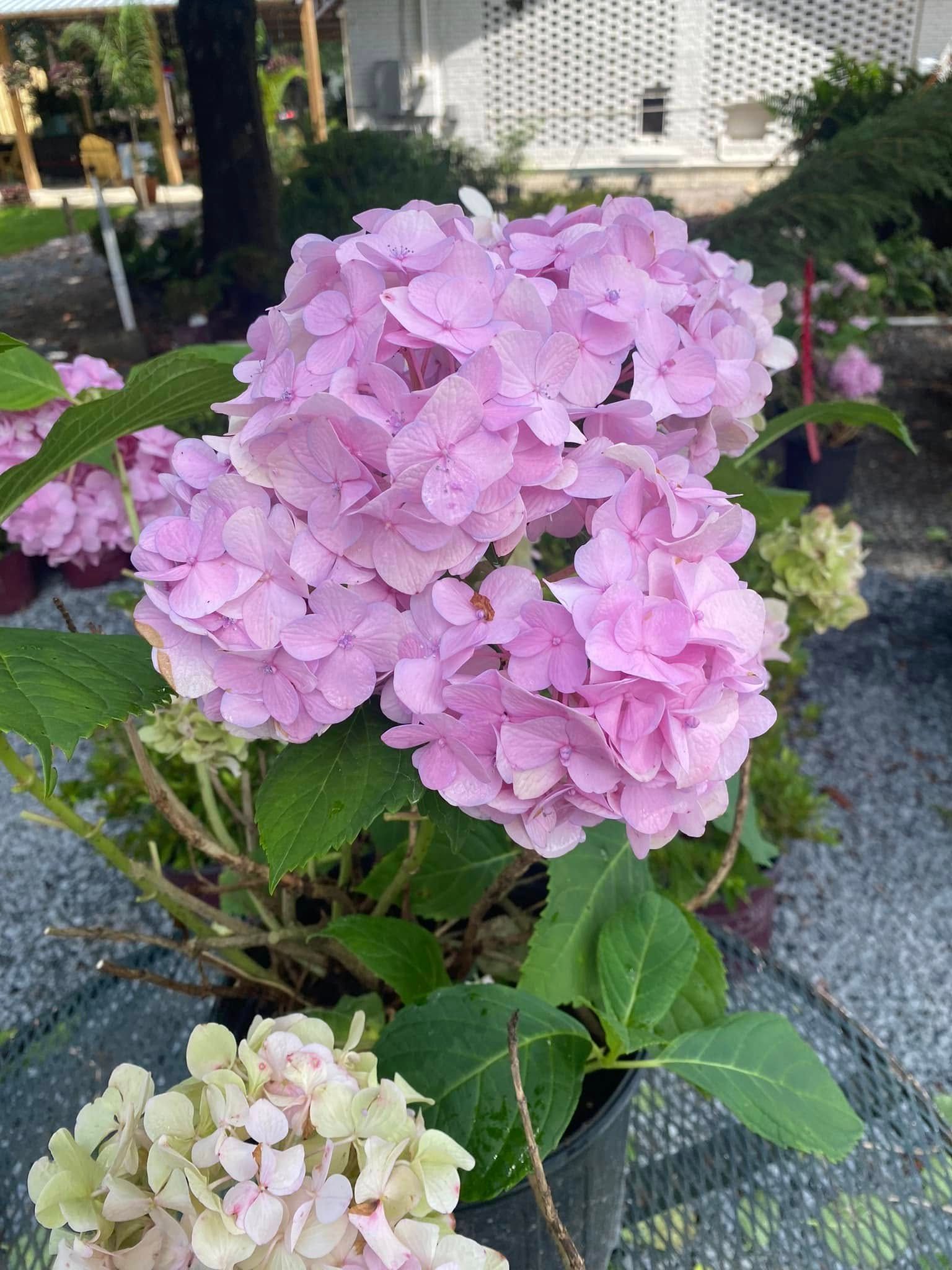 Pink hydrangea flowers in a black pot on a table, with other plants in the background.