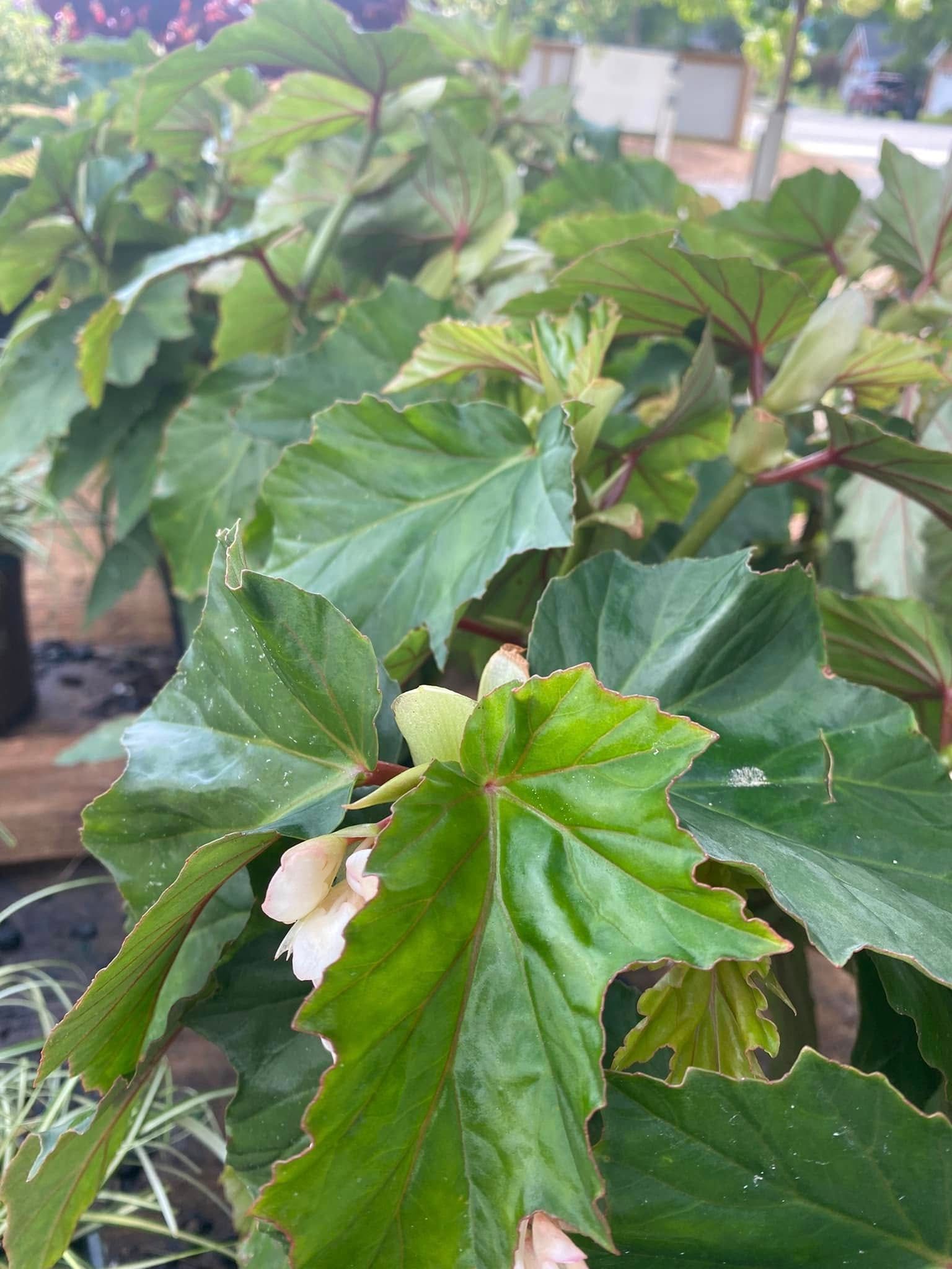 Green begonia plant with large, textured leaves and small white flowers.