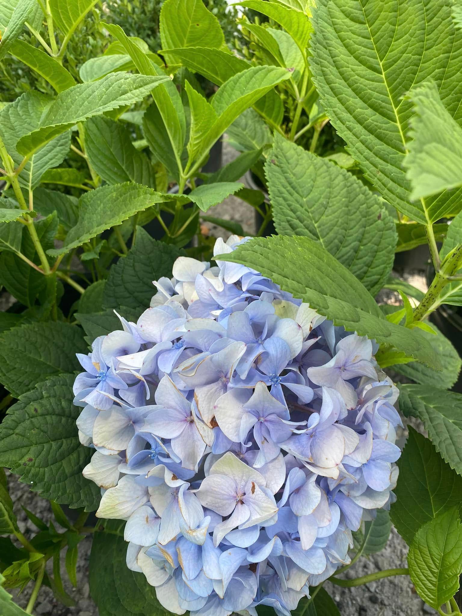 Blue hydrangea bloom with green leaves.
