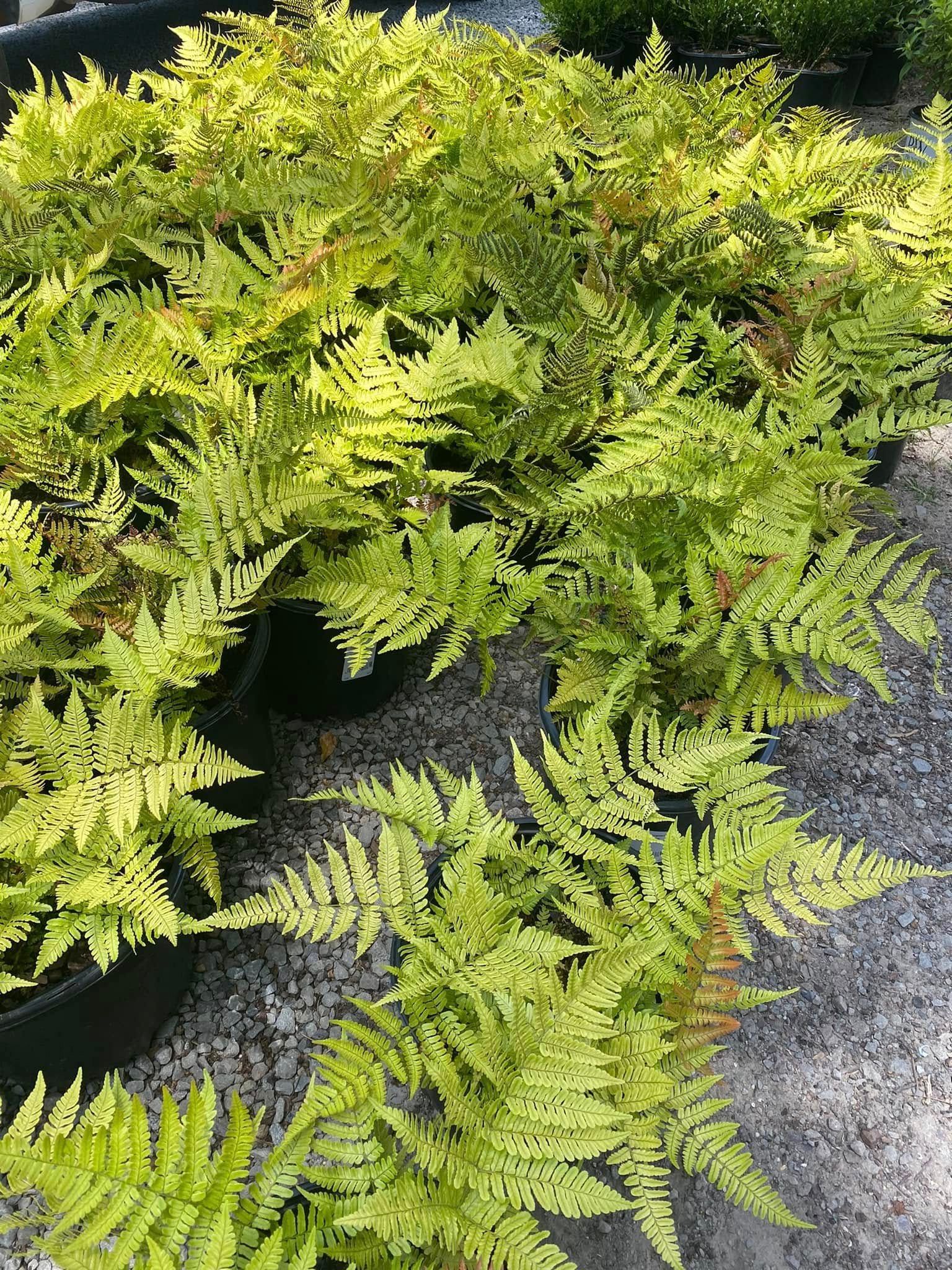 Golden ferns, bright chartreuse foliage in pots.