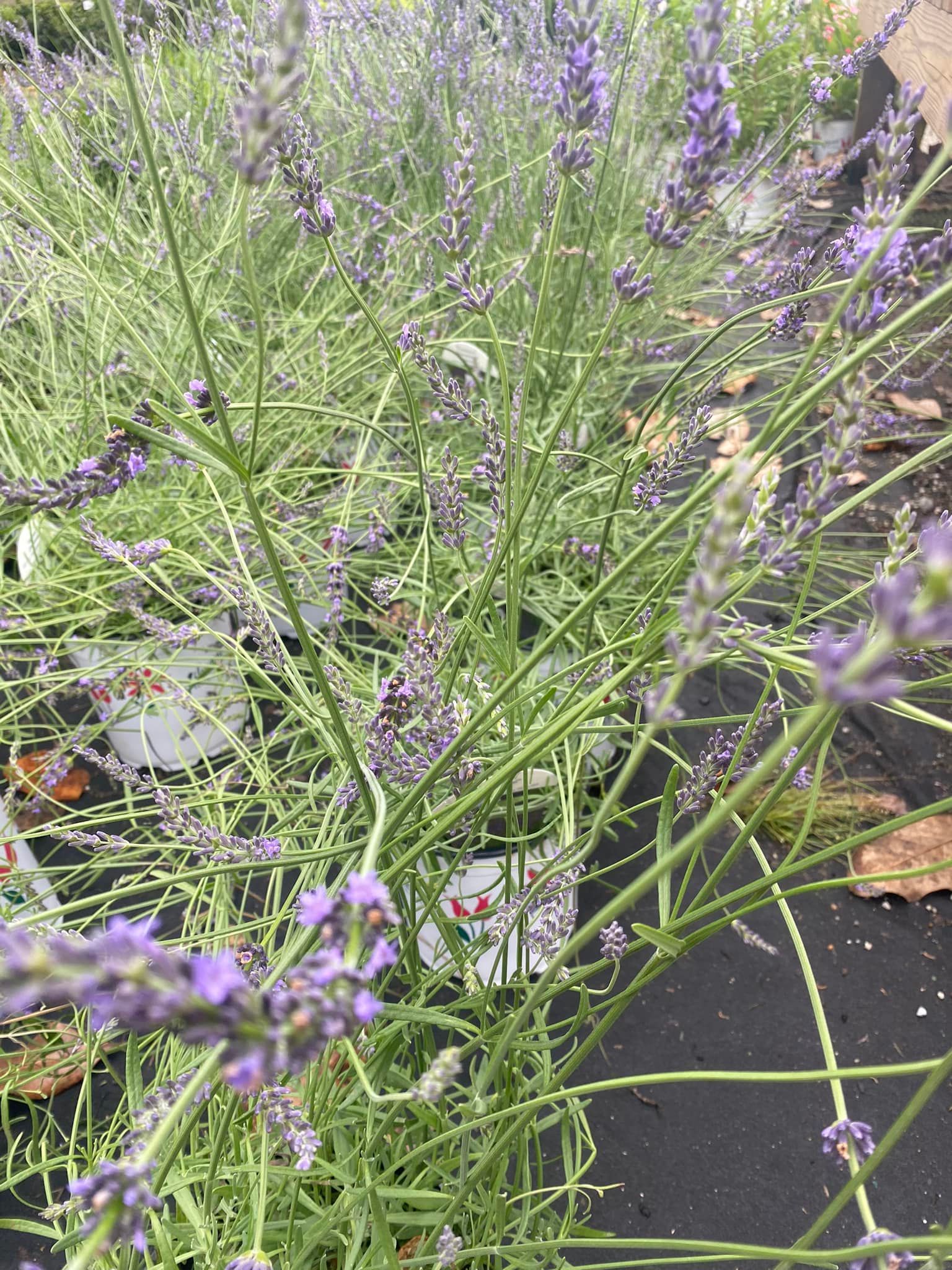 Lavender plants with purple flowers, green stems, and foliage, against a black backdrop.