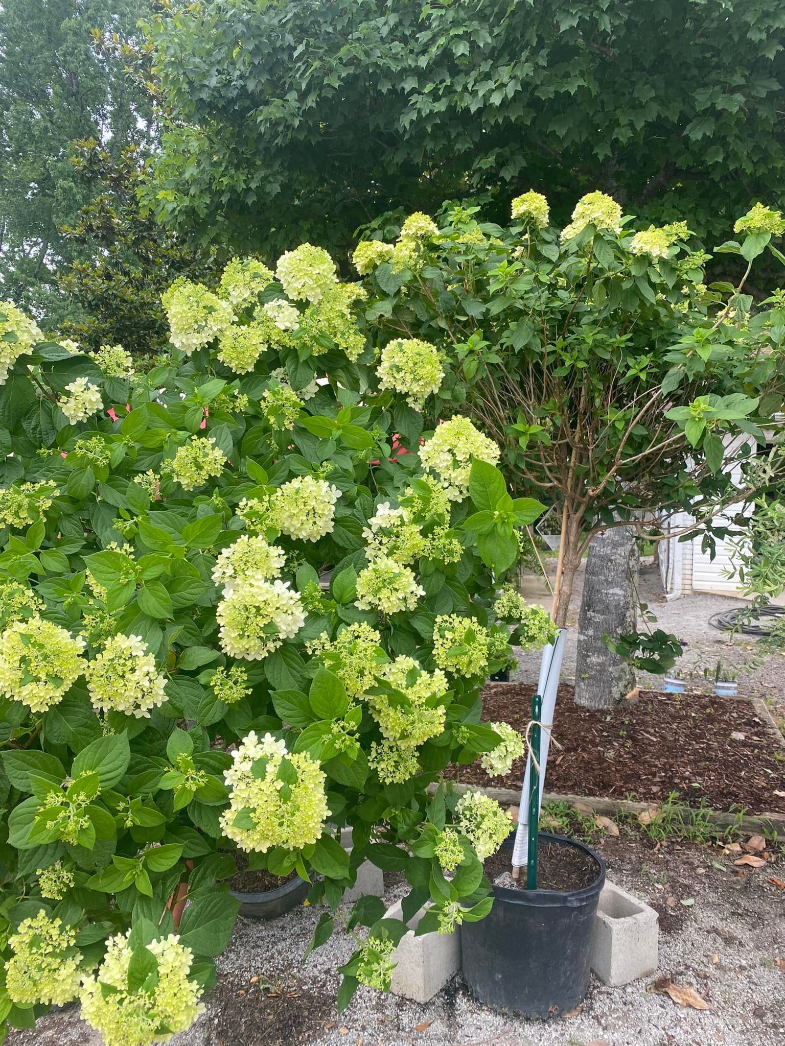 Flowering hydrangea bush with light green blooms in a garden setting.