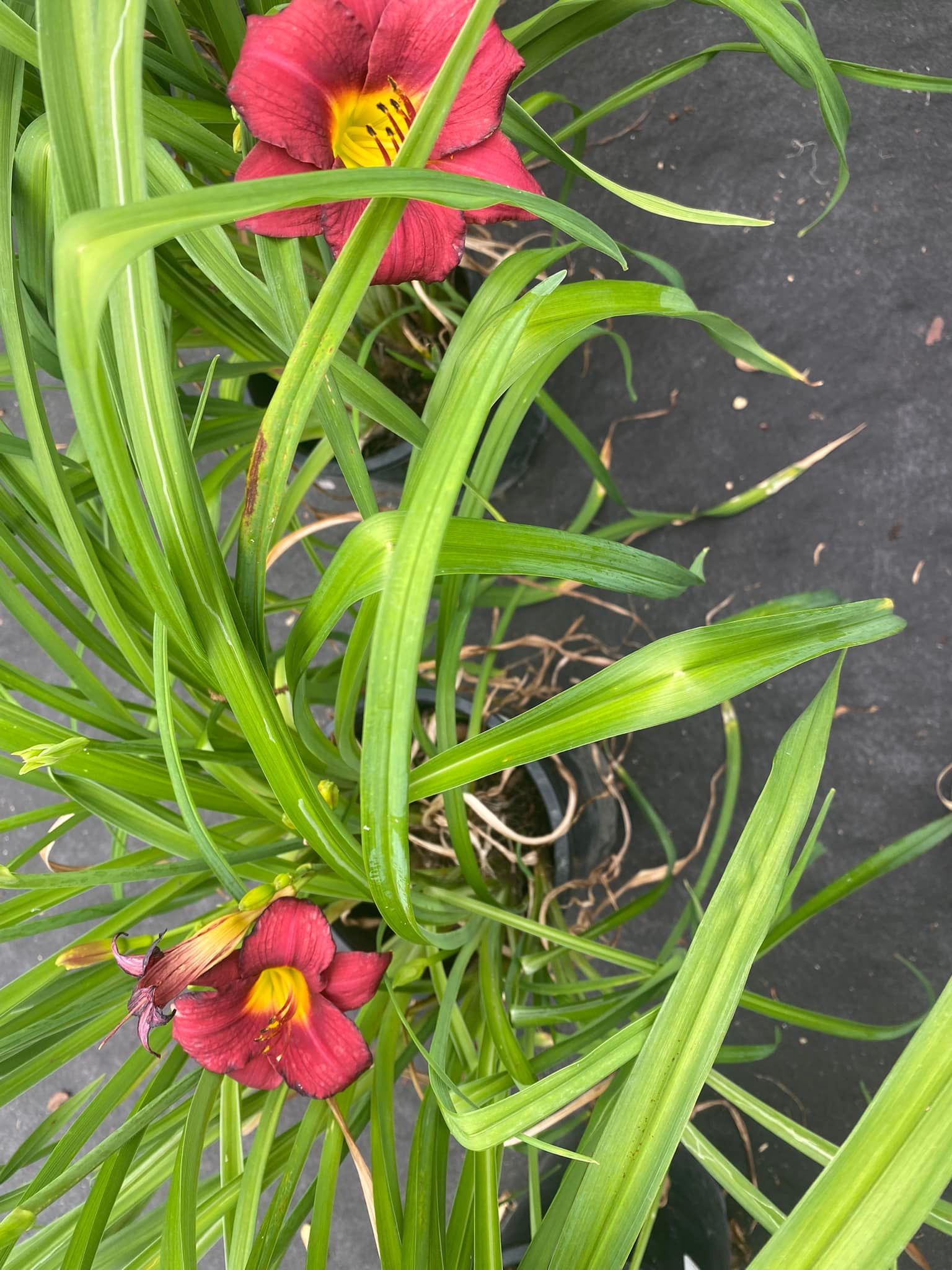 Daylilies with dark red blooms and yellow throats, green foliage, growing on black fabric.