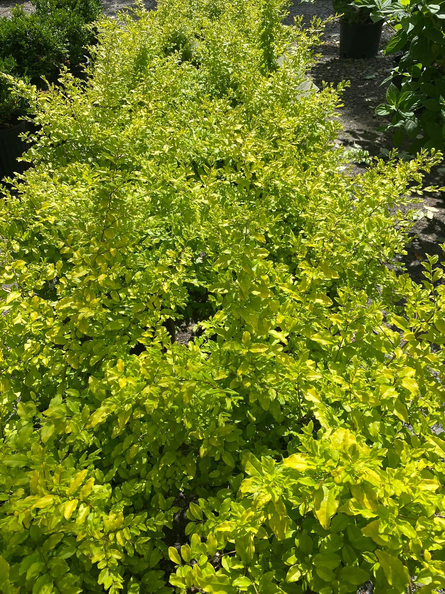 Golden-yellow shrub with small, dense leaves. Sunlight illuminates the plant's vibrant color.