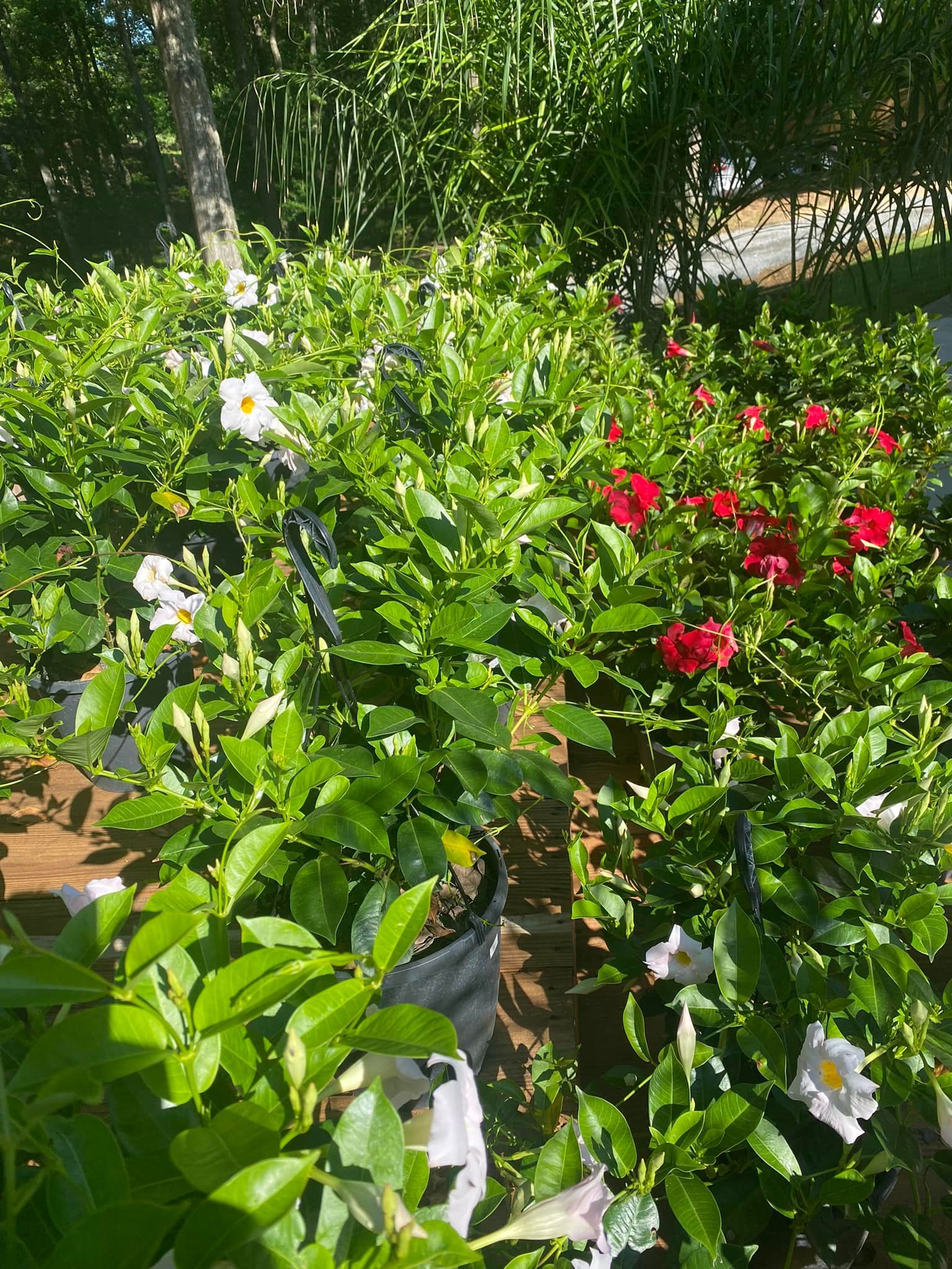 Potted plants with white and red flowers, surrounded by lush green foliage. Outdoors, sunny.