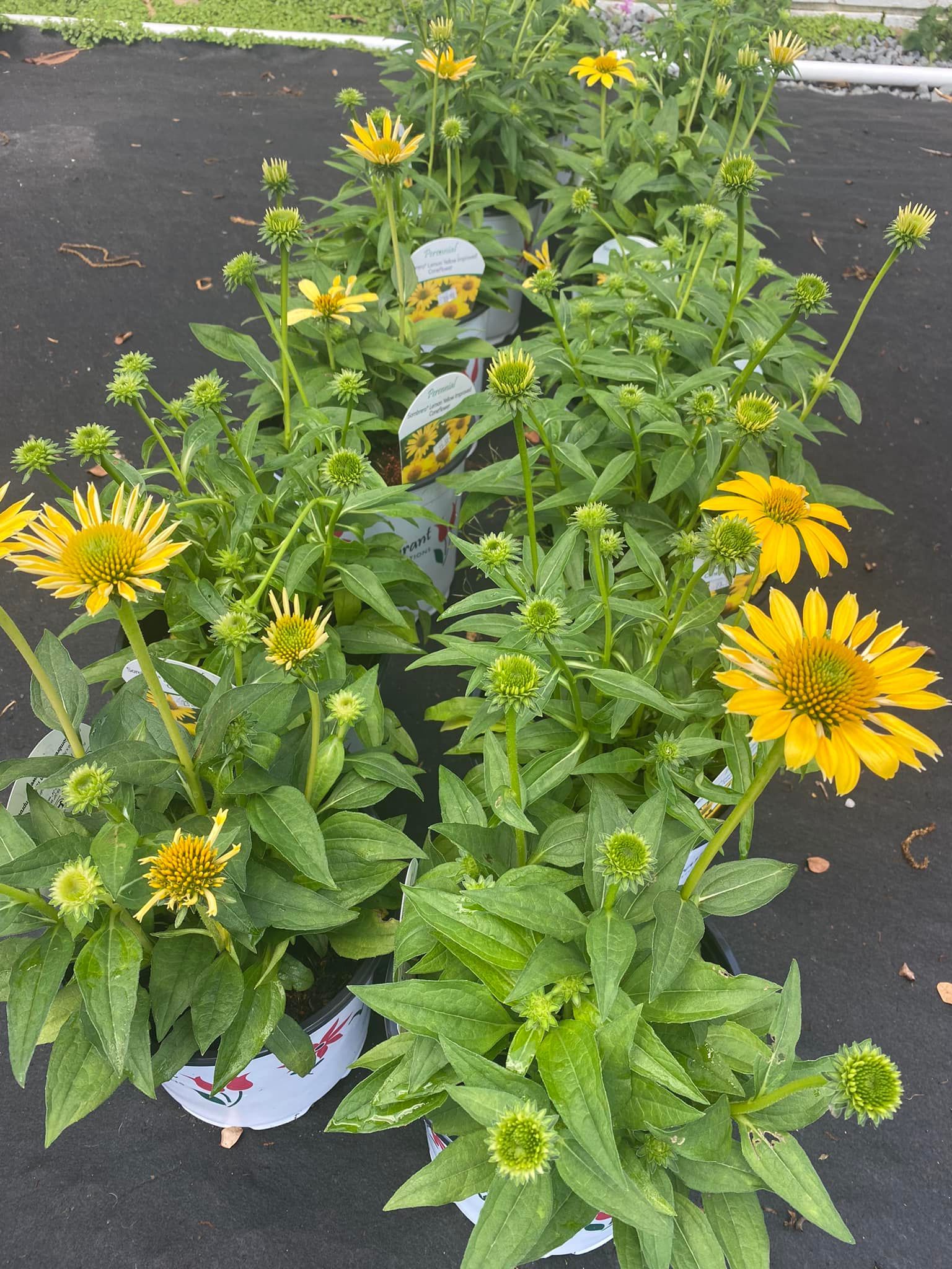 Yellow coneflowers in white pots, lined up on black ground.