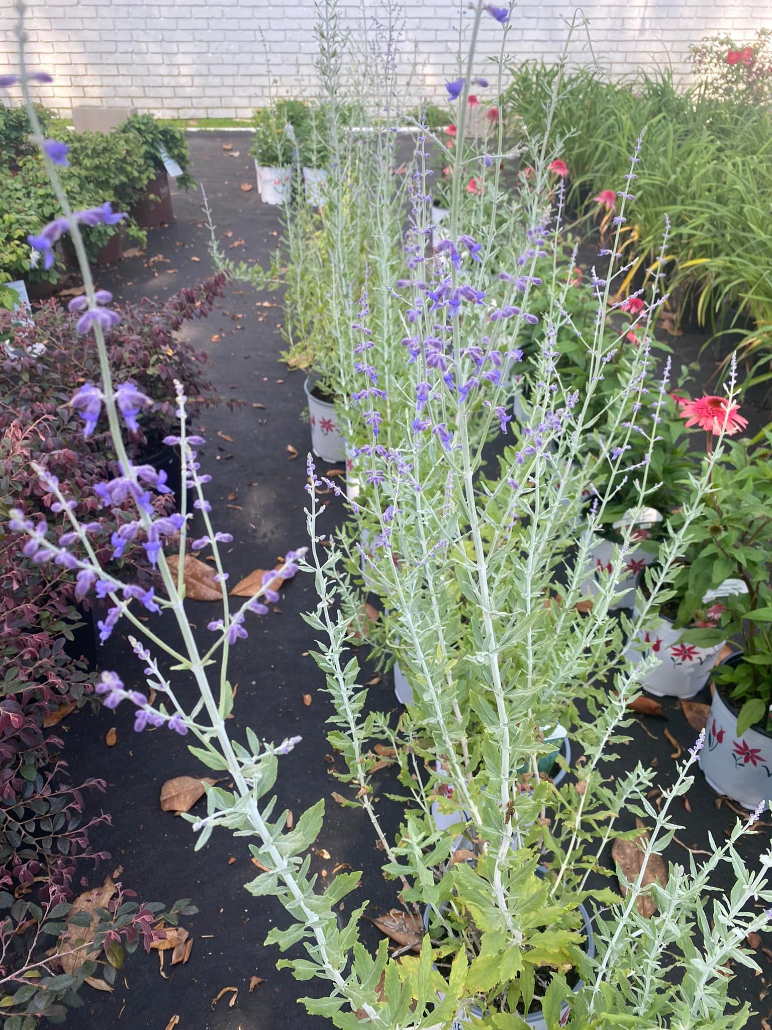 Rows of Russian sage plants with silvery foliage and purple flowers, in an outdoor nursery.