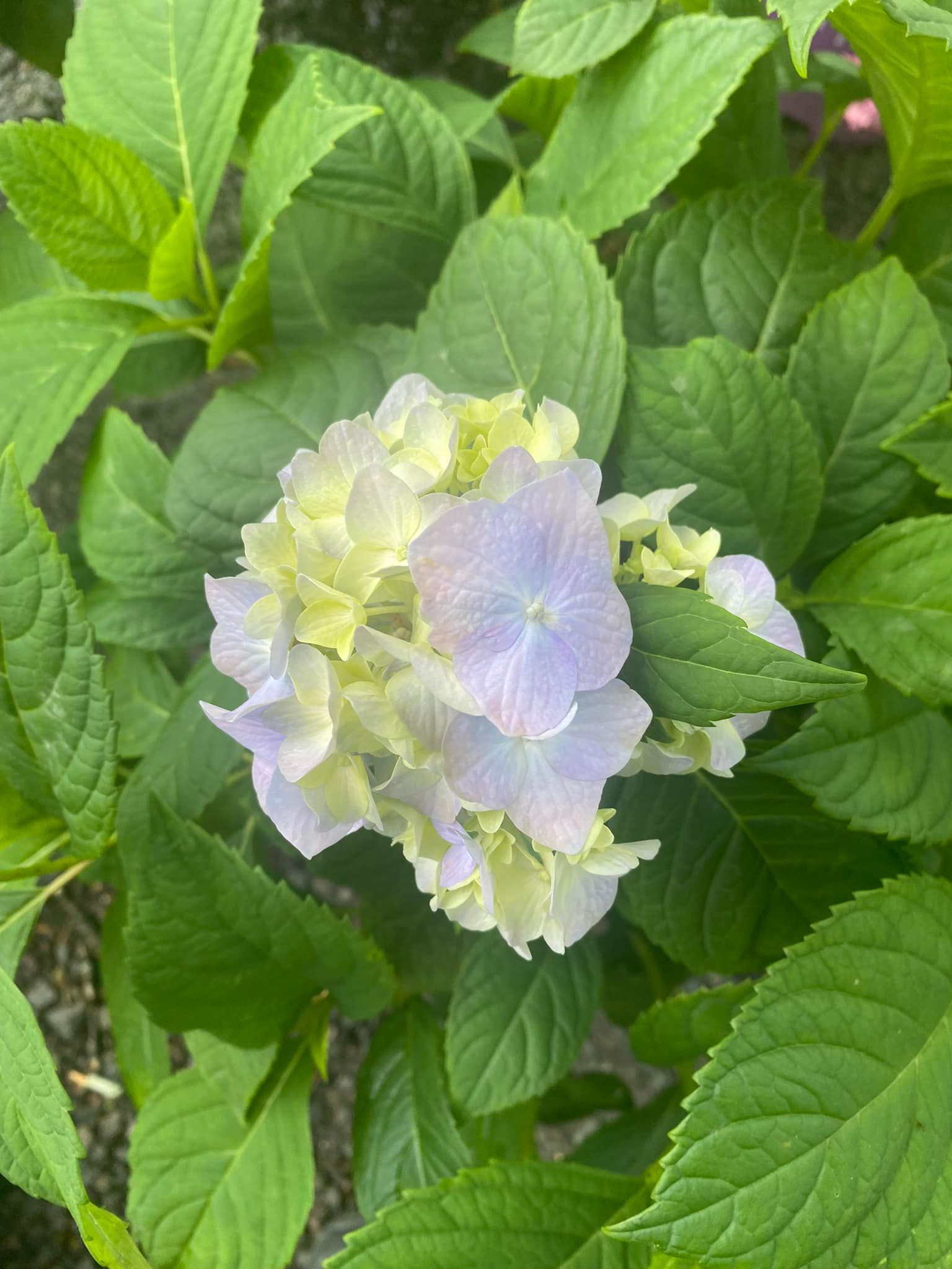 Hydrangea flower, pale purple and yellow petals, surrounded by green leaves.