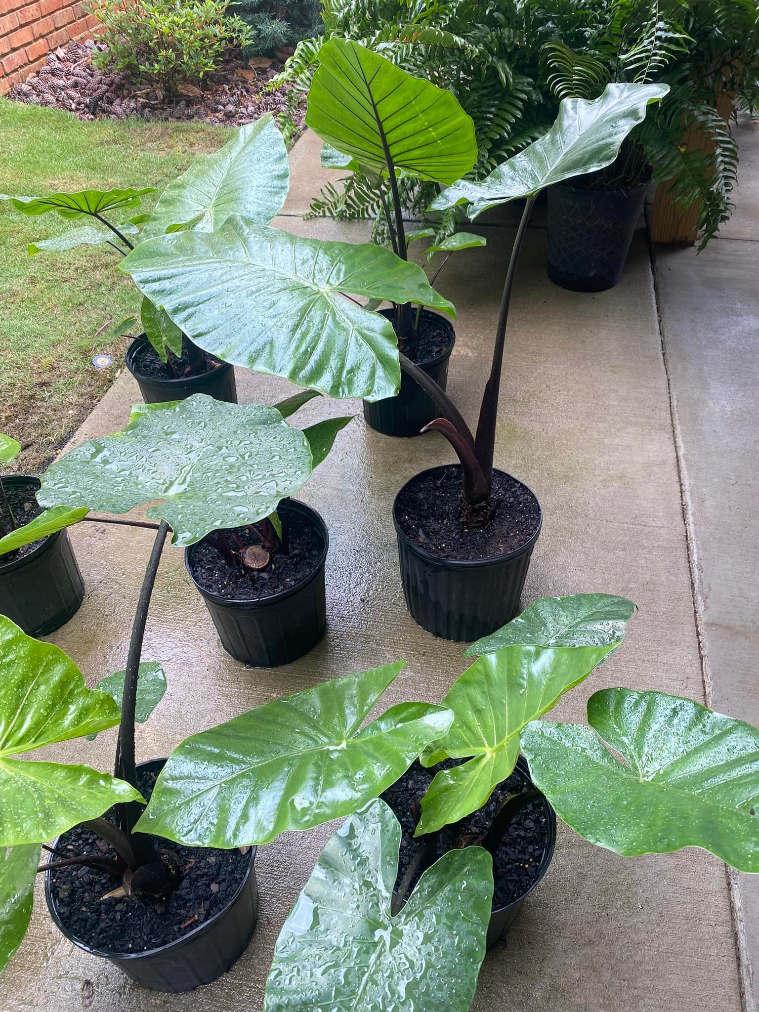 Several potted black elephant ear plants on a wet concrete surface.