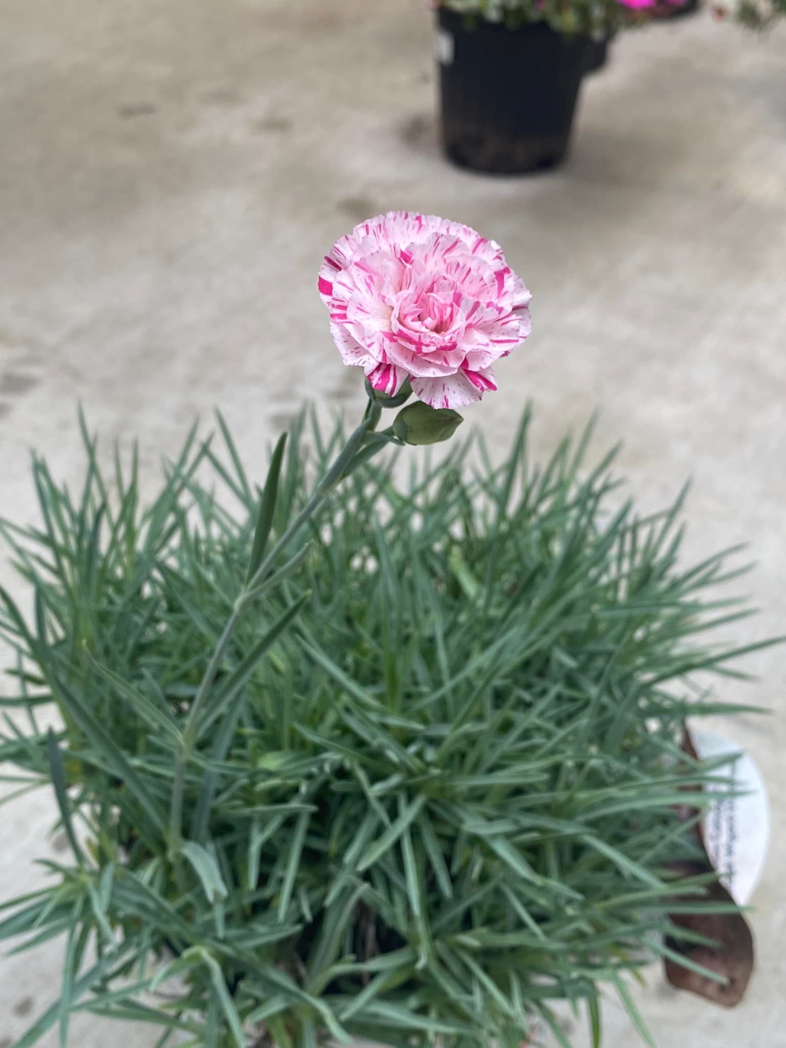 Pink and white speckled carnation flower atop a bed of green grass in a pot.