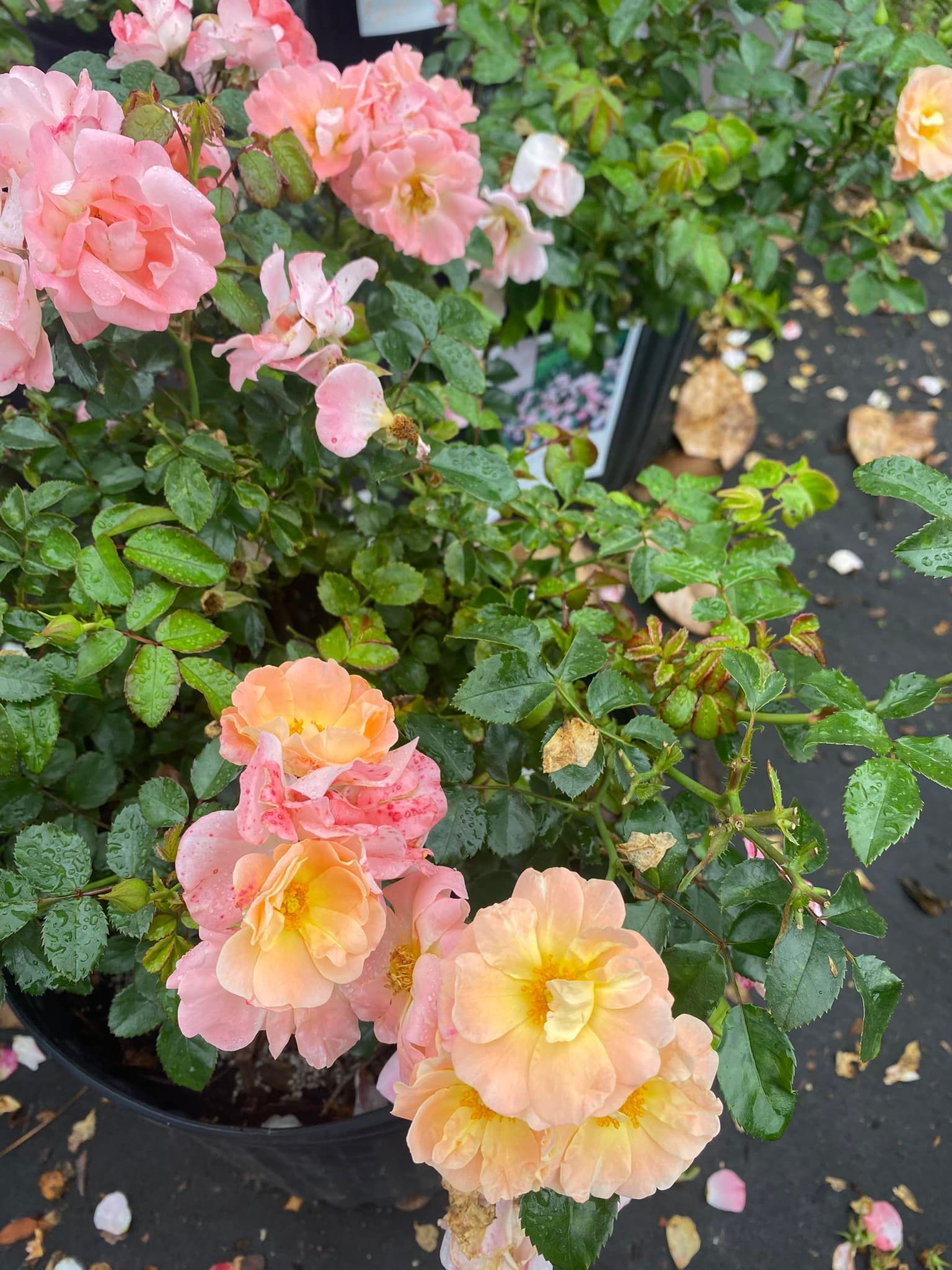 Close-up of a rose bush with peach and pink blooms, yellow centers, and green leaves.