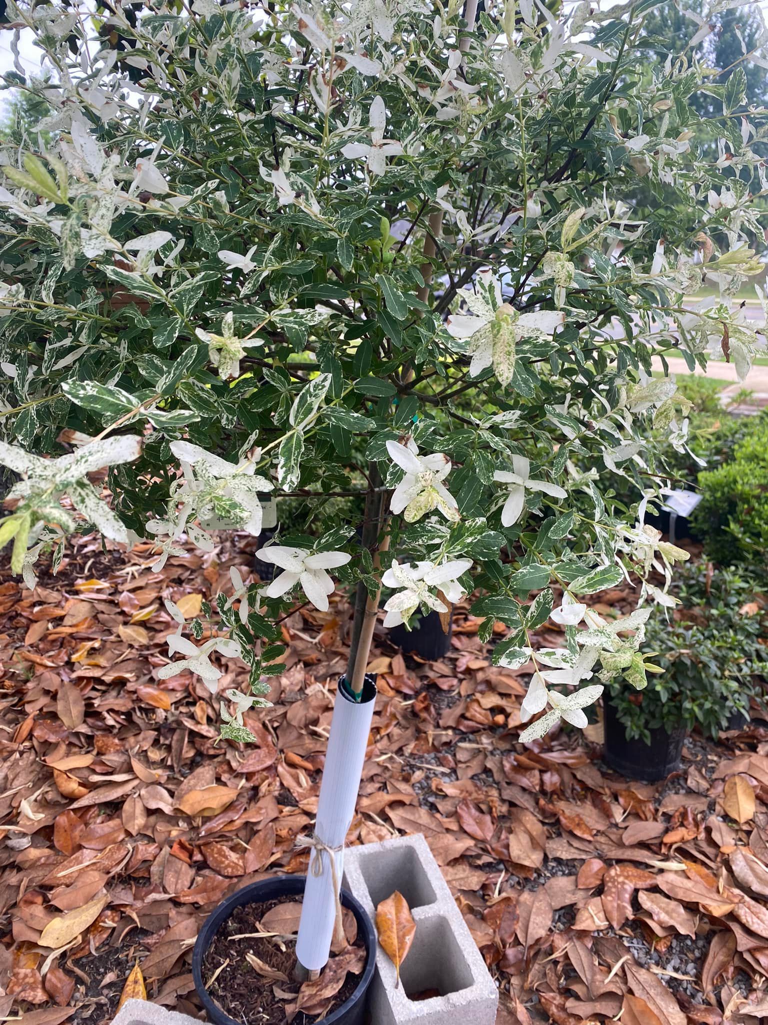 Variegated tree in a pot with white flowers, leaves, and a tree trunk guard. Brown leaves on the ground.