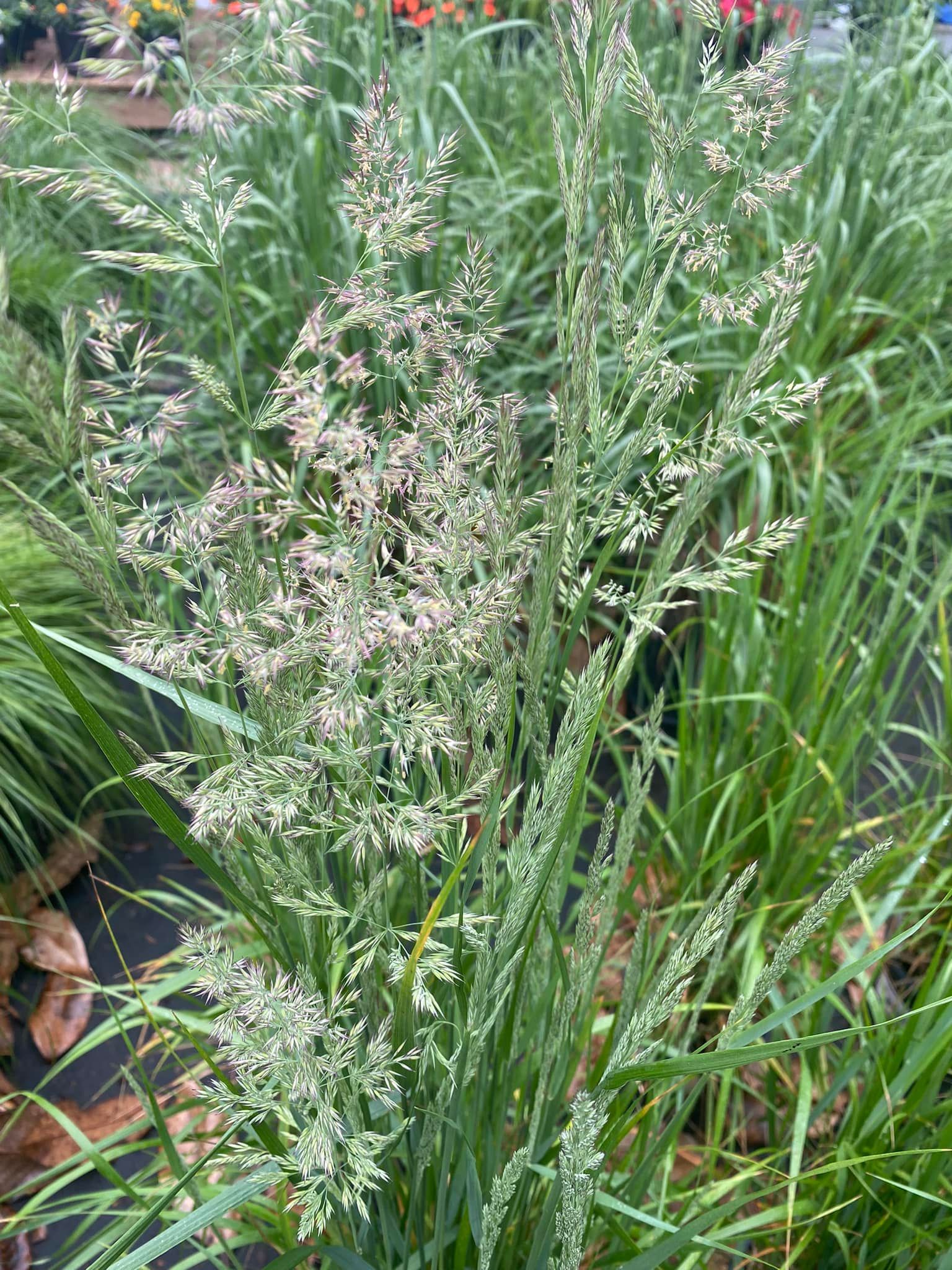 Green grass with delicate, feathery seed heads, likely ornamental, in a garden setting.