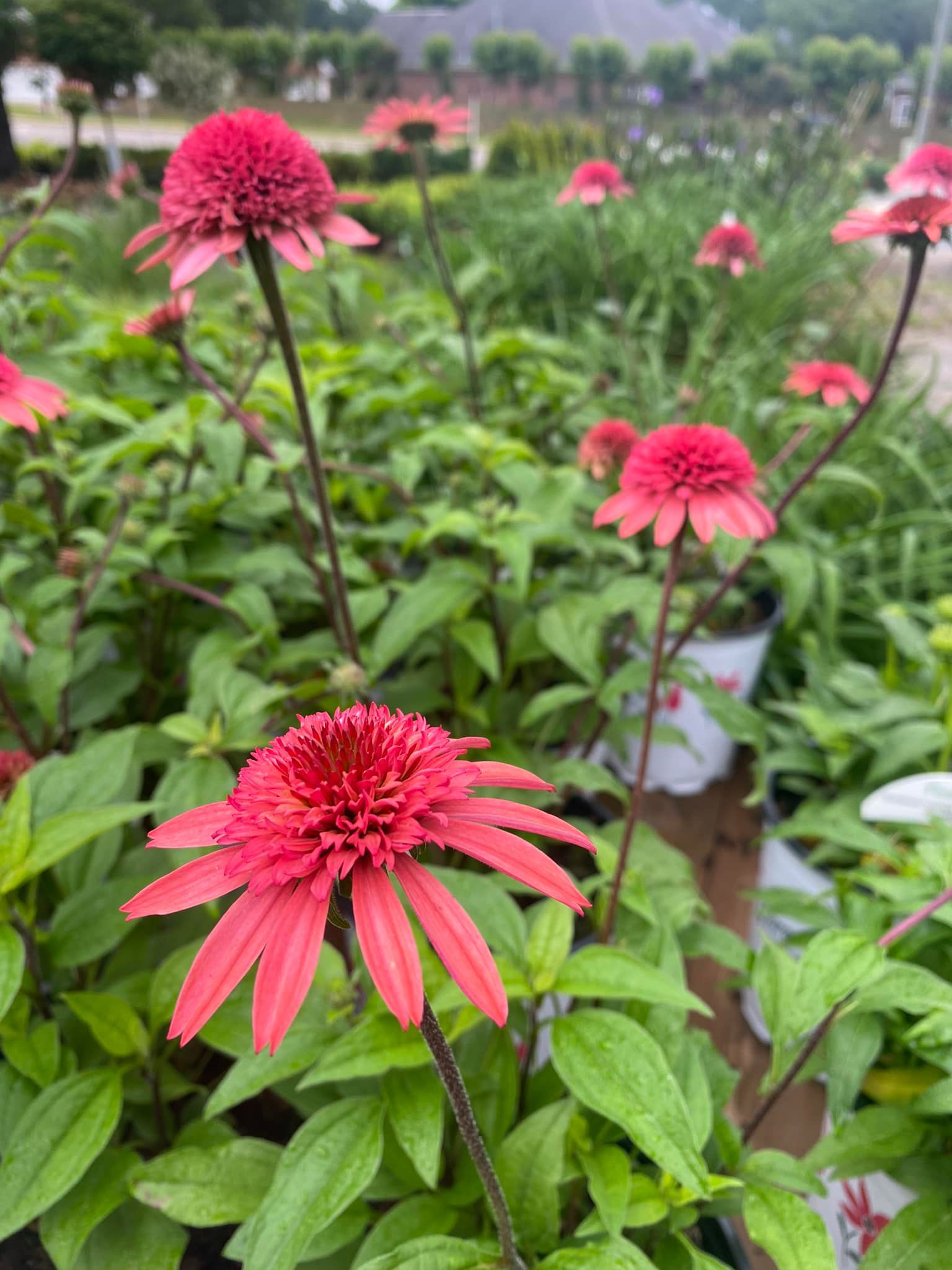 Pink coneflowers in a garden, with green foliage and dark stems, on a sunny day.