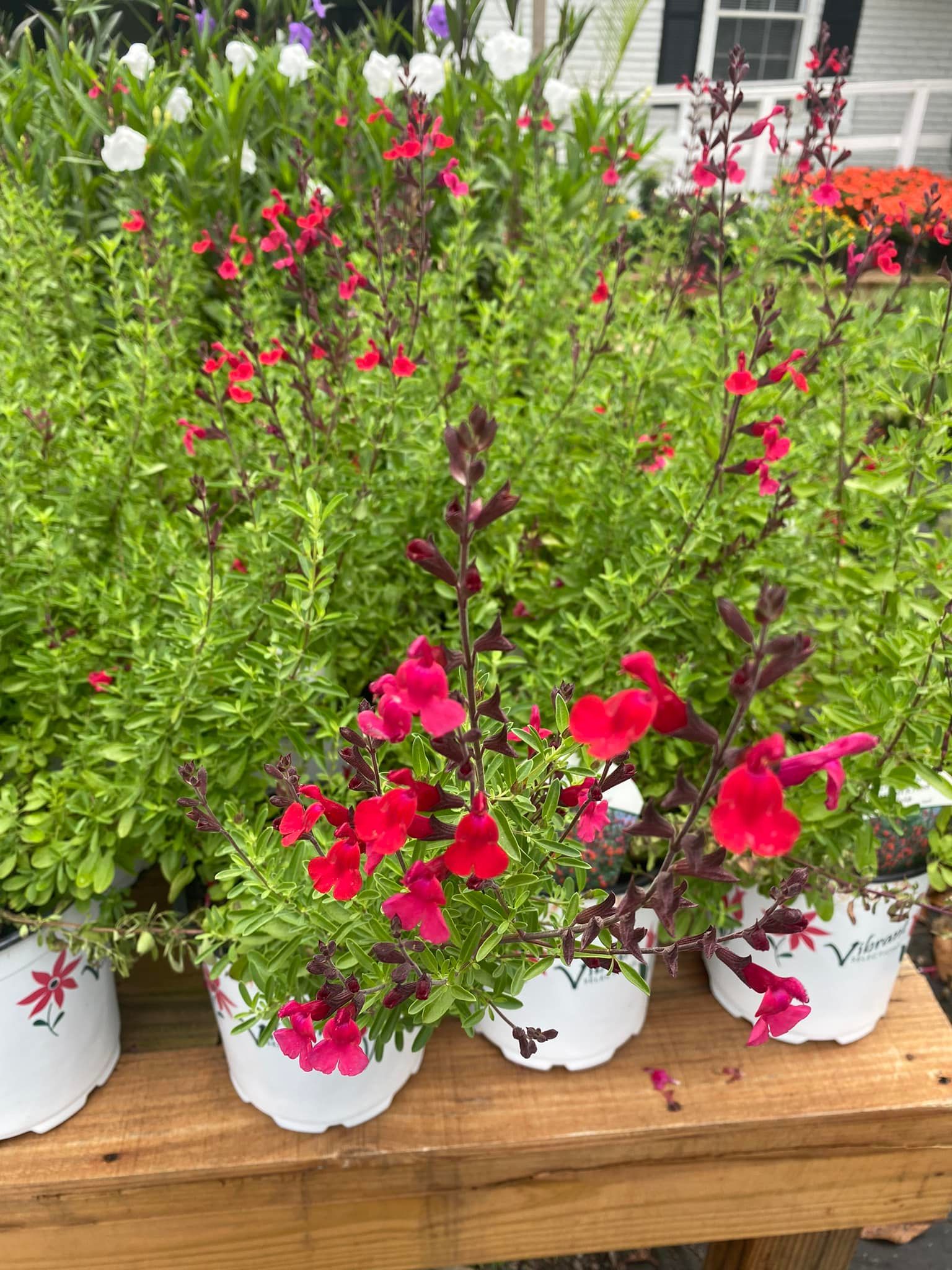 Bright red flowers in white pots with green foliage on a wooden table.