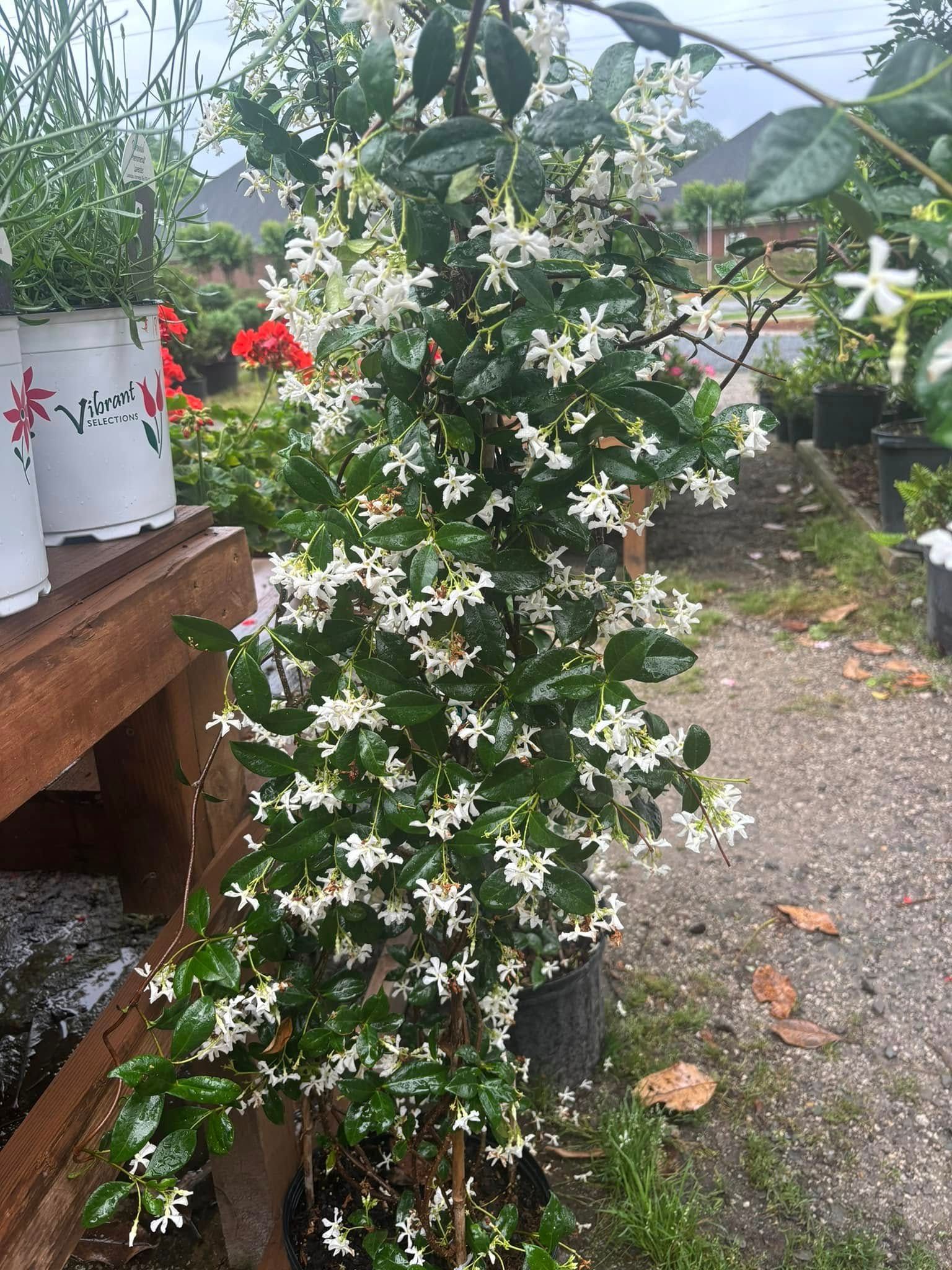 White star jasmine in bloom, climbing a pole in a garden center.