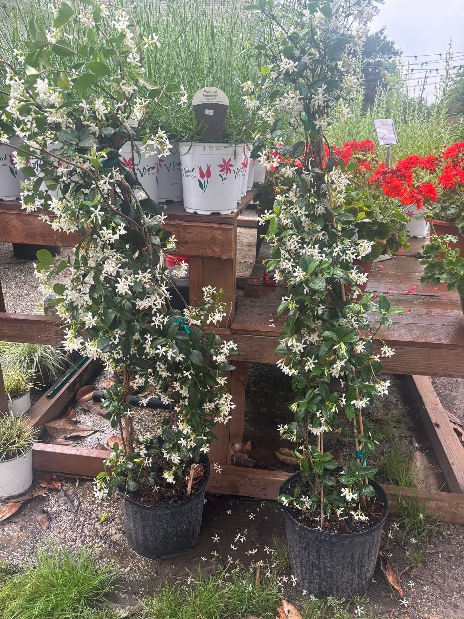 Two potted star jasmine plants with white flowers on wooden pallets at a nursery.