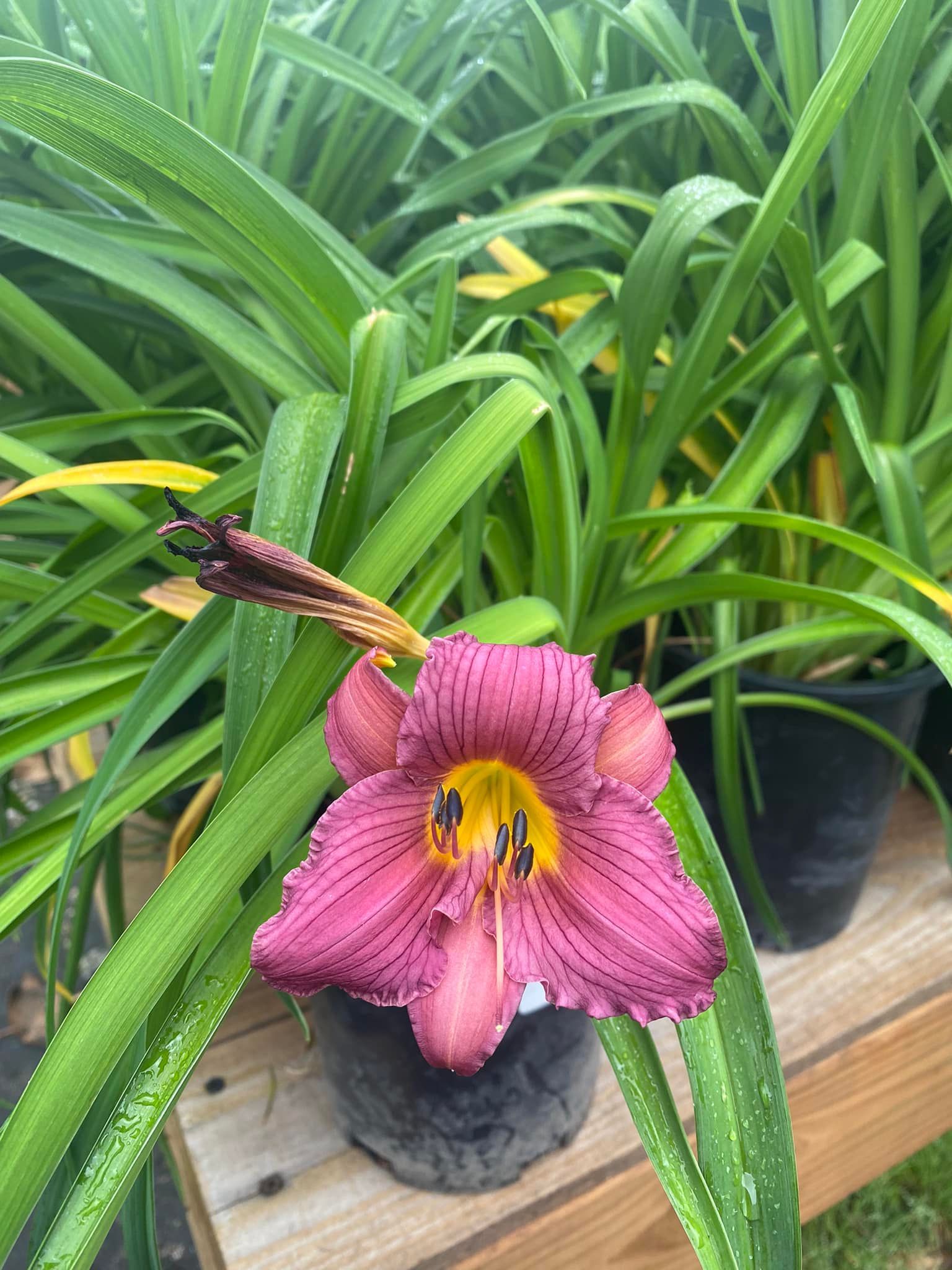 Pink daylily with dark purple markings and yellow center, in a pot.