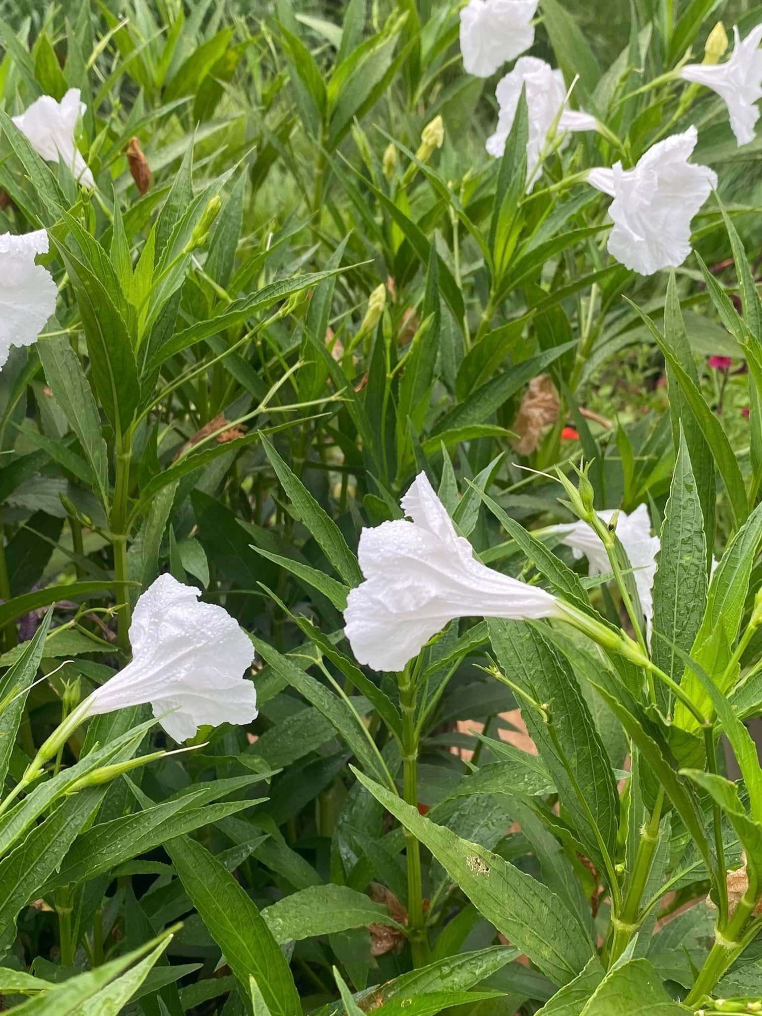 White ruellia flowers with green foliage.