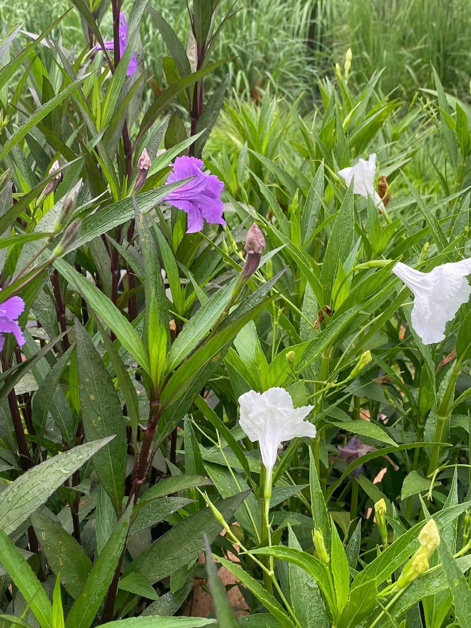 Purple and white petunia flowers in a lush green garden.