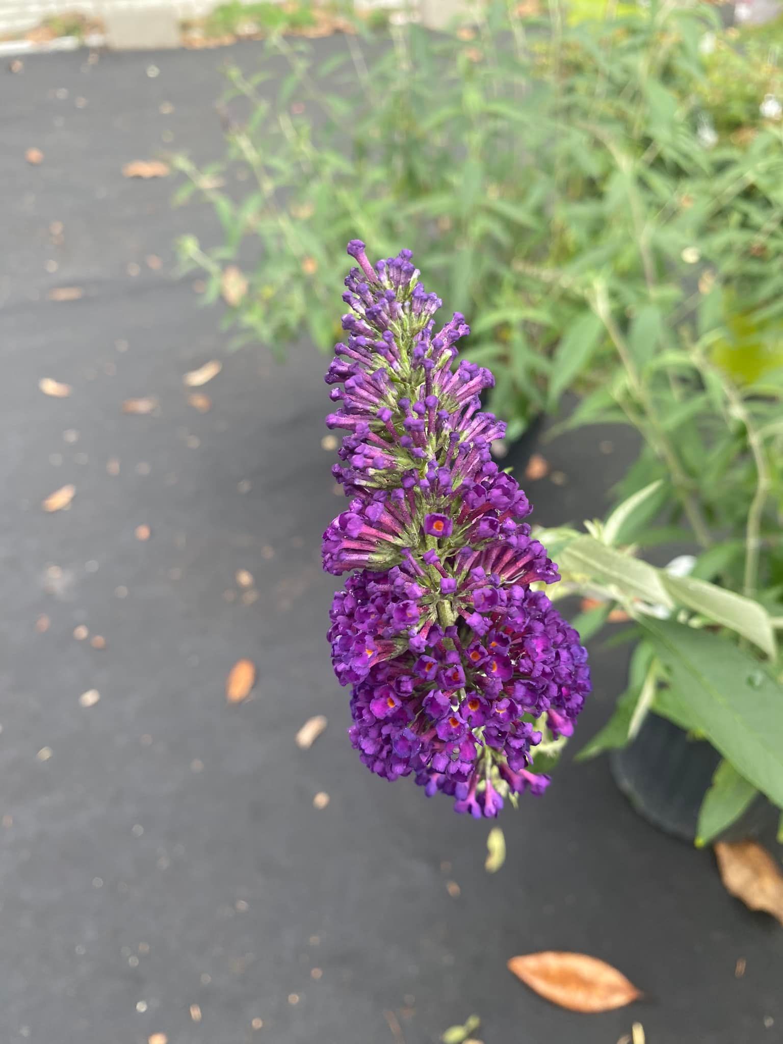 Purple butterfly bush flower spike in bloom, black pot background.