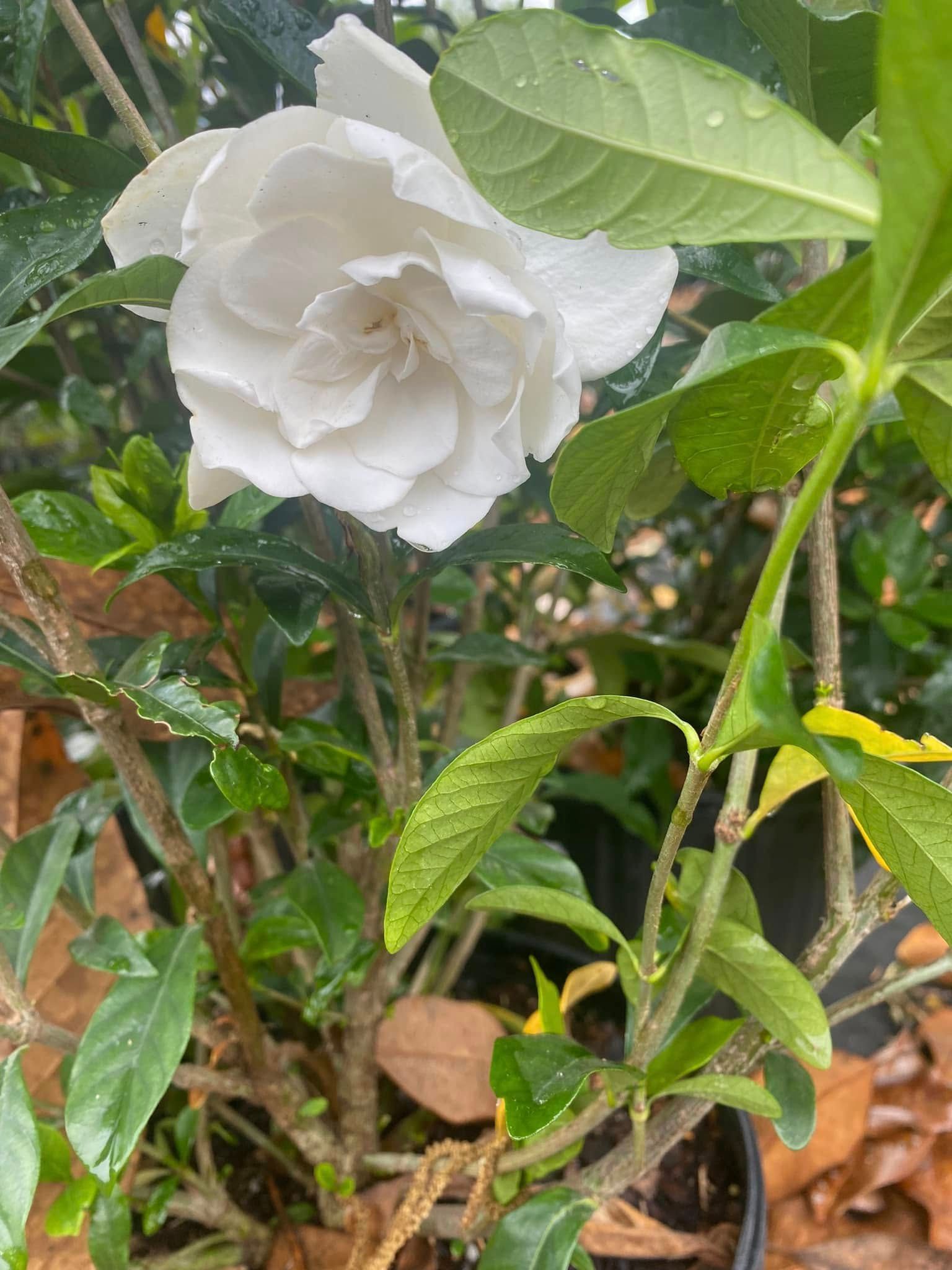 White gardenia flower in bloom with green leaves.