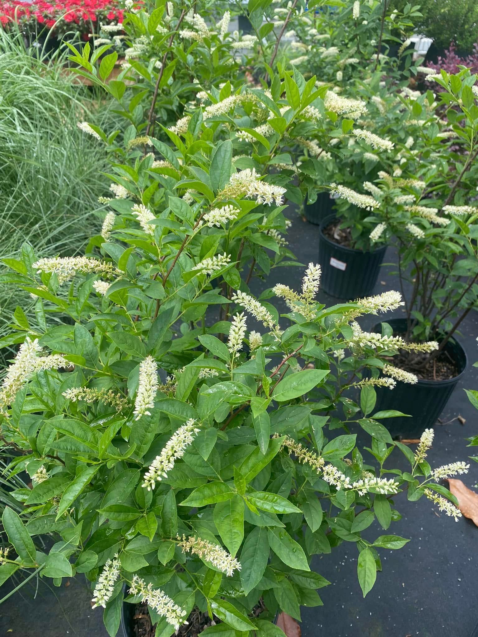 White-flowered plants in black pots at a nursery. Green leaves, white blooms.