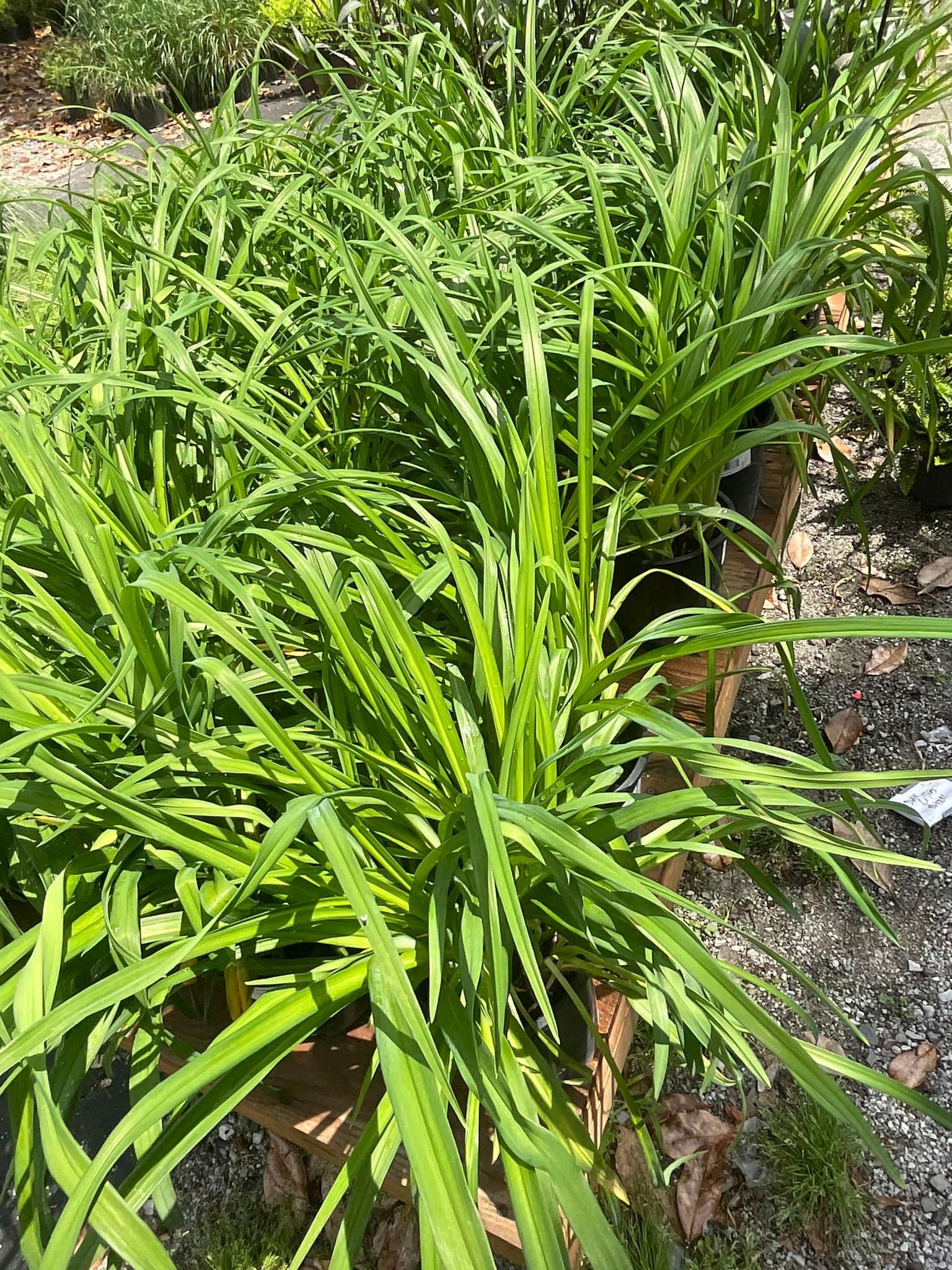 Green plants growing densely in a garden bed, lit by sunlight.
