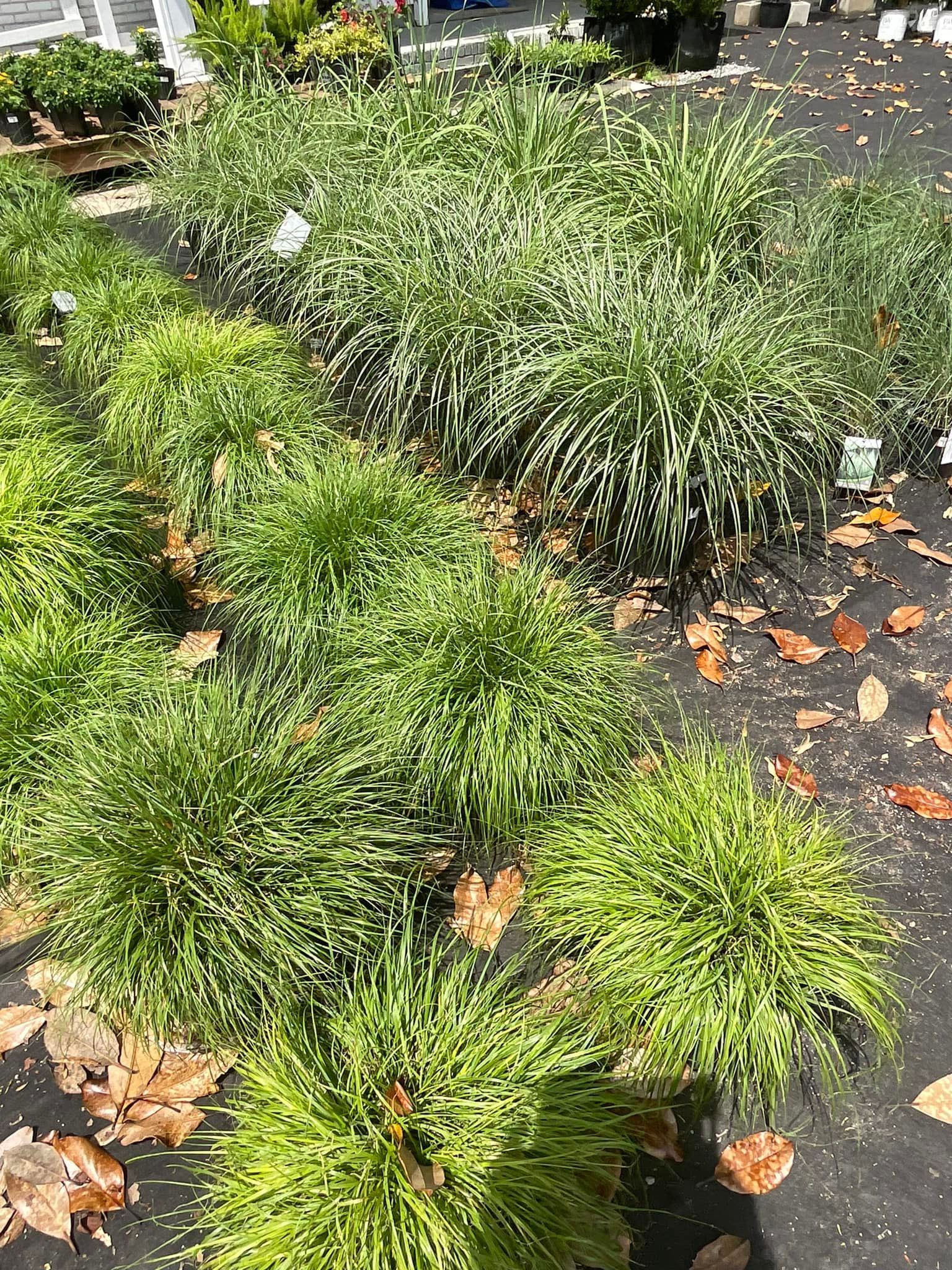 Rows of green mondo grass plants on black landscape fabric, outdoor setting.