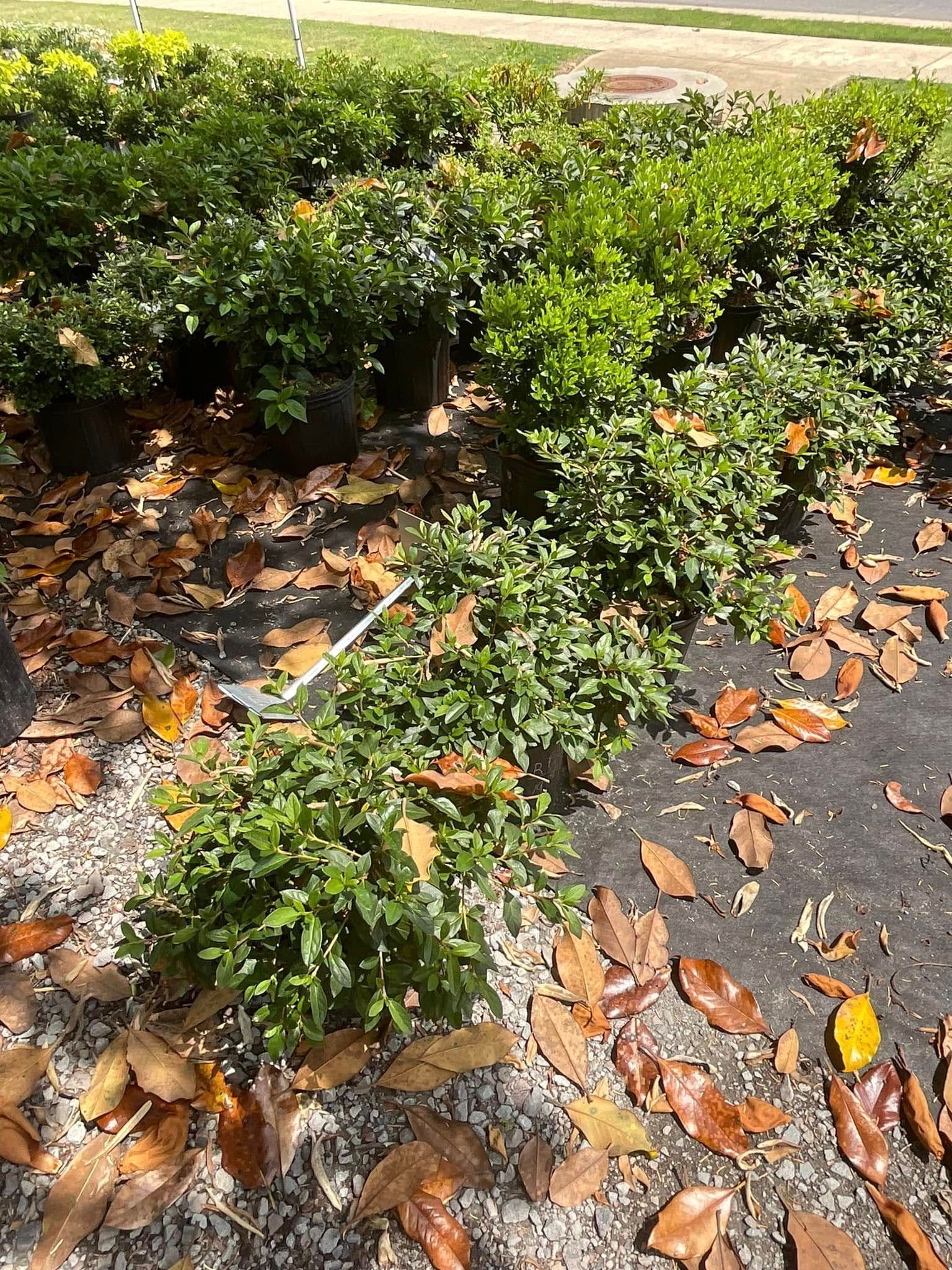 Rows of green shrubs in black pots, surrounded by fallen brown leaves, outdoors.