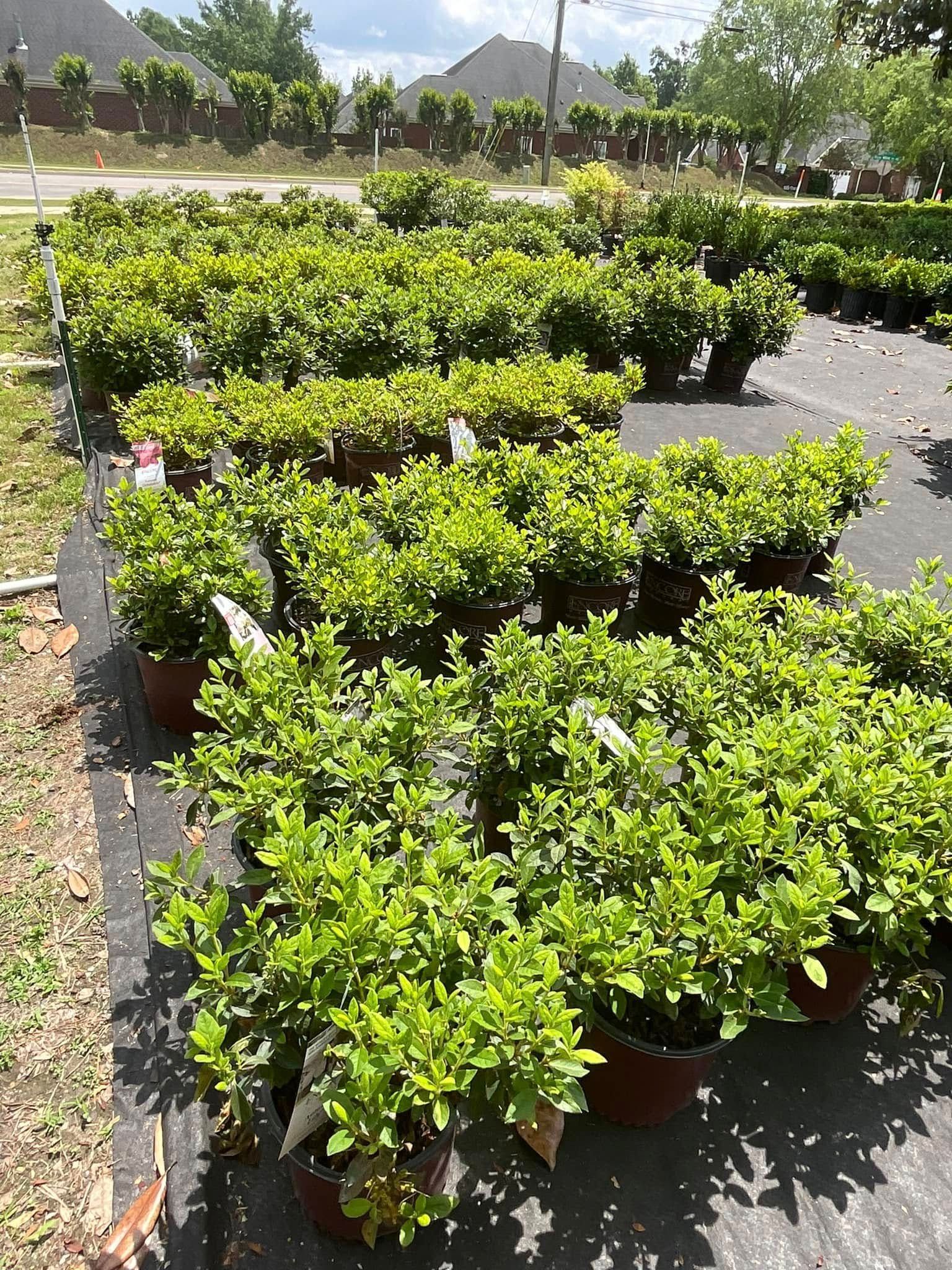Rows of potted green plants at an outdoor nursery.