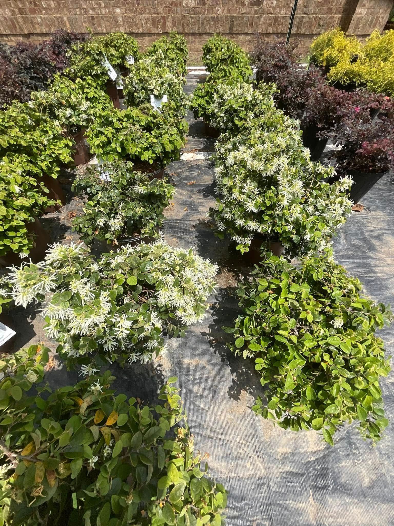 Rows of potted shrubs with green and white foliage on black fabric.