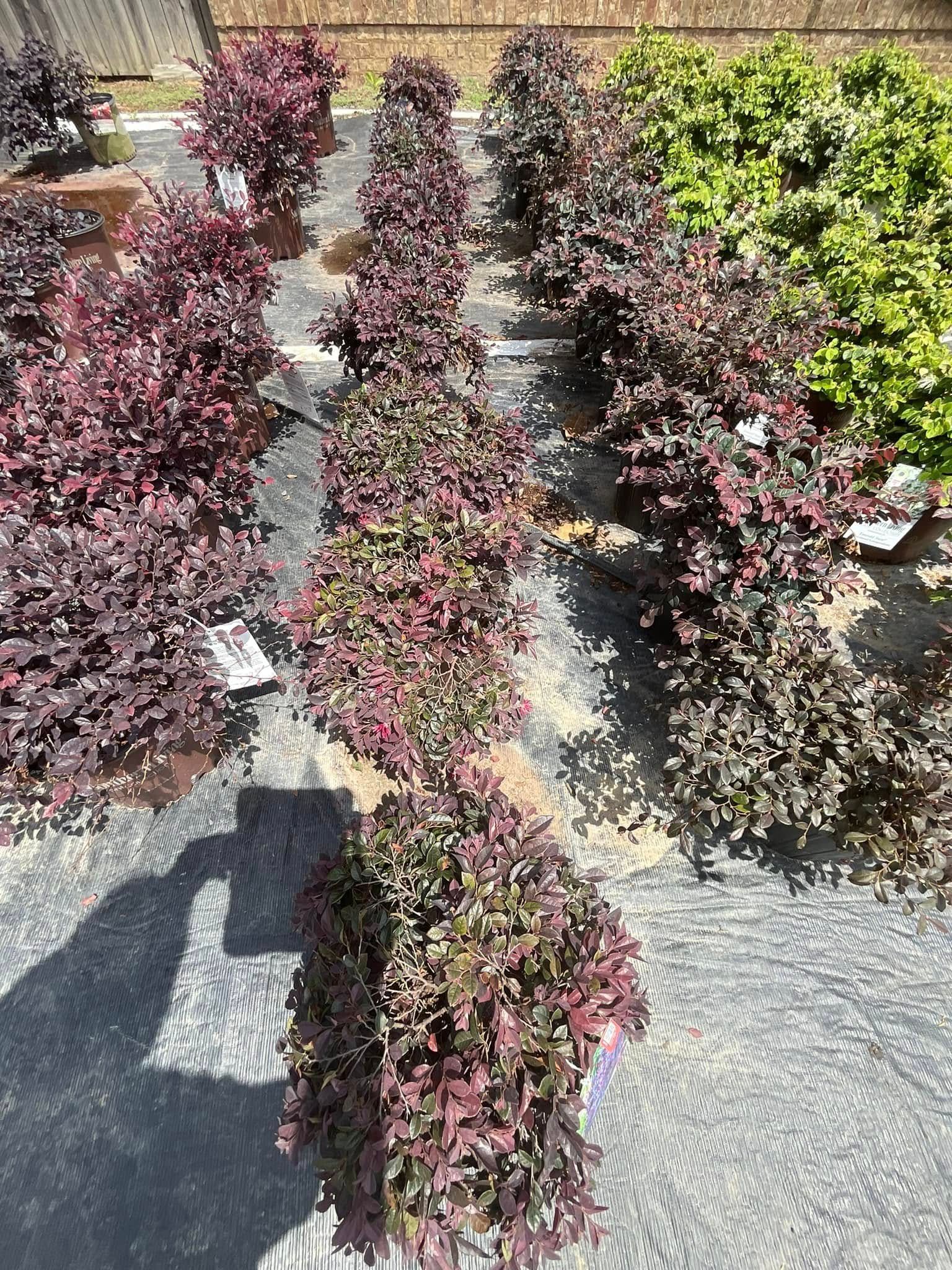 Rows of potted plants with burgundy and green foliage, outdoors on a sunny day.