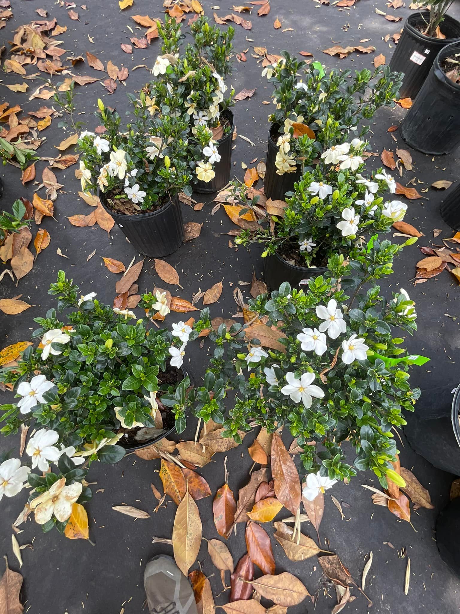 Four potted gardenias with white flowers and green foliage, on a bed of leaves.