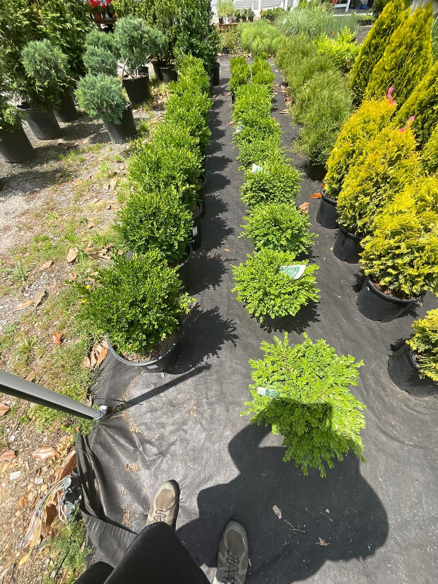 Rows of potted green shrubs in a nursery, on black fabric. Sunny, outdoor setting.